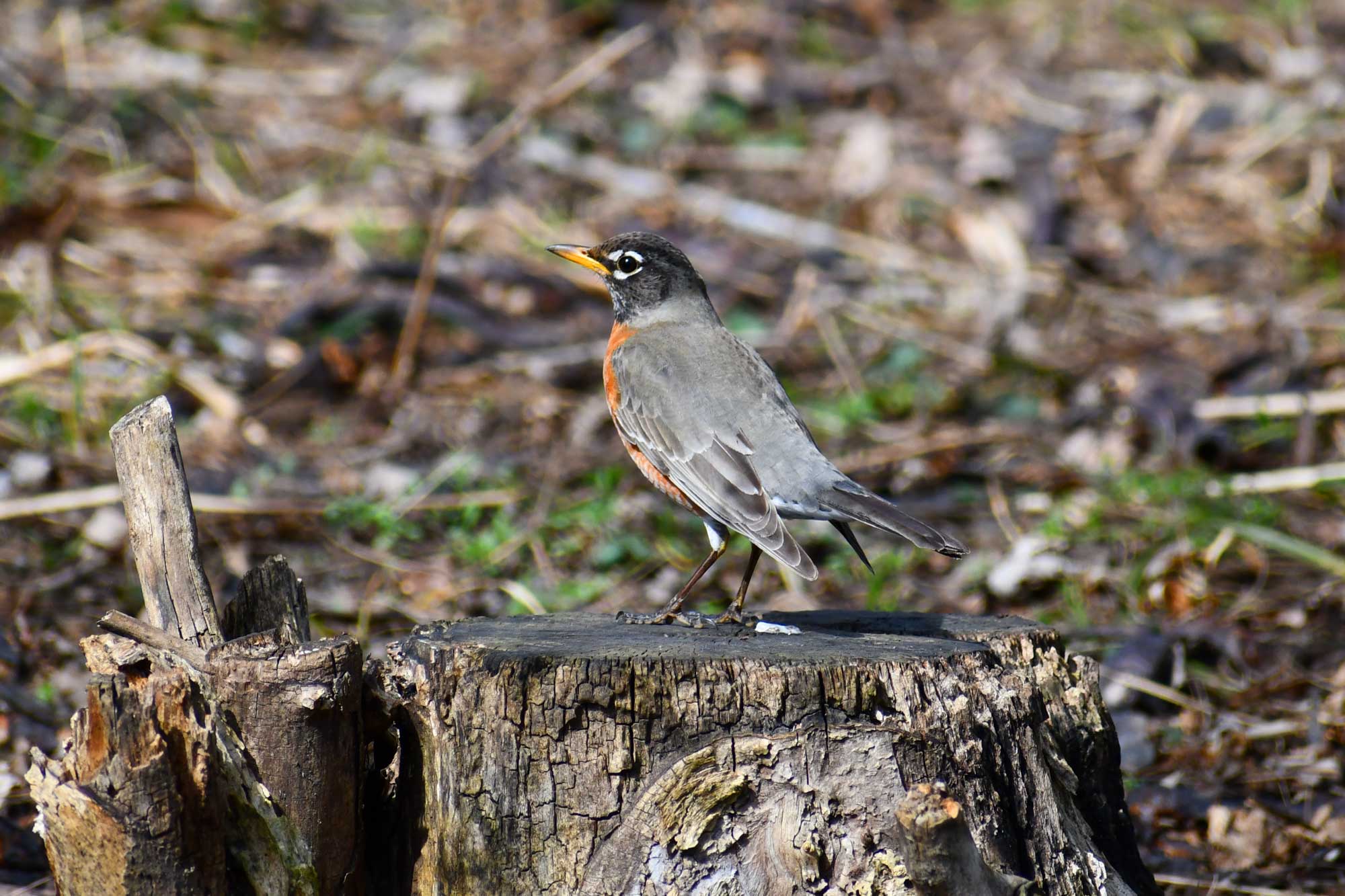 American robin standing on a tree stump.