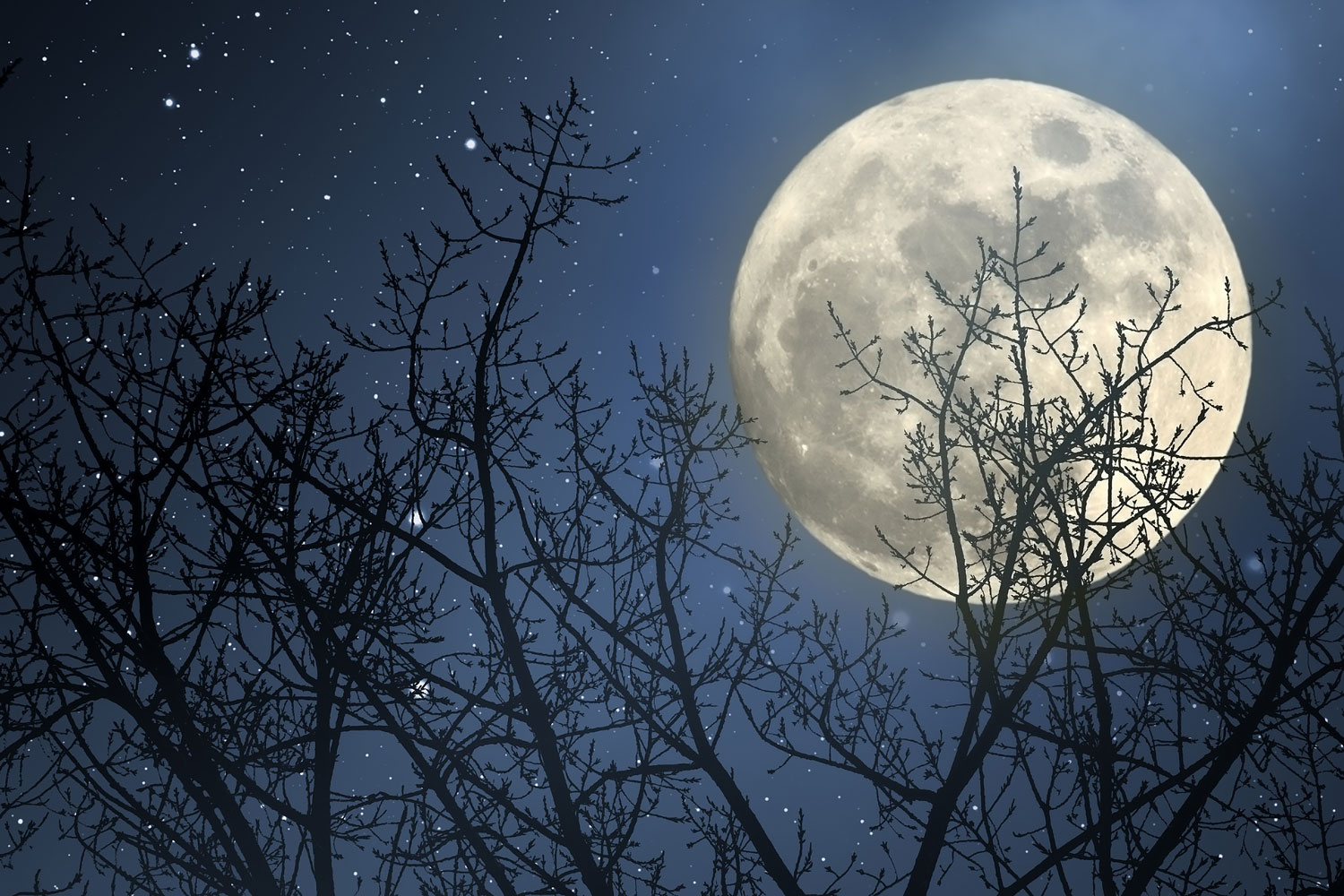 A full moon and starry sky seen behind bare tree branches. 