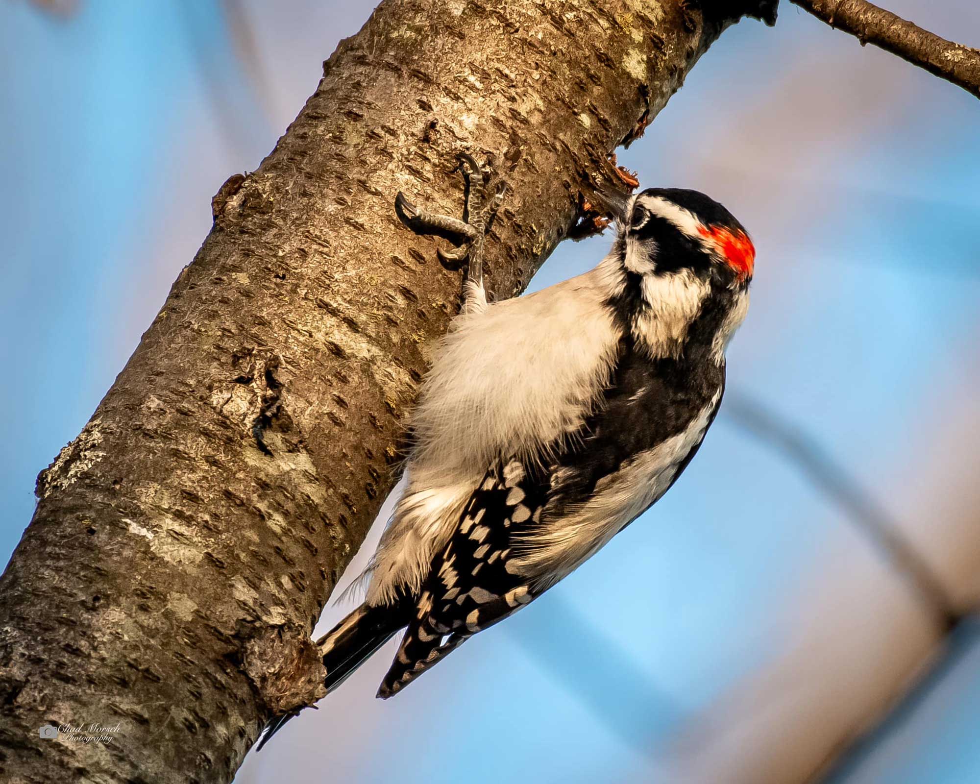 Downy woodpecker clinging to the side of a tree.