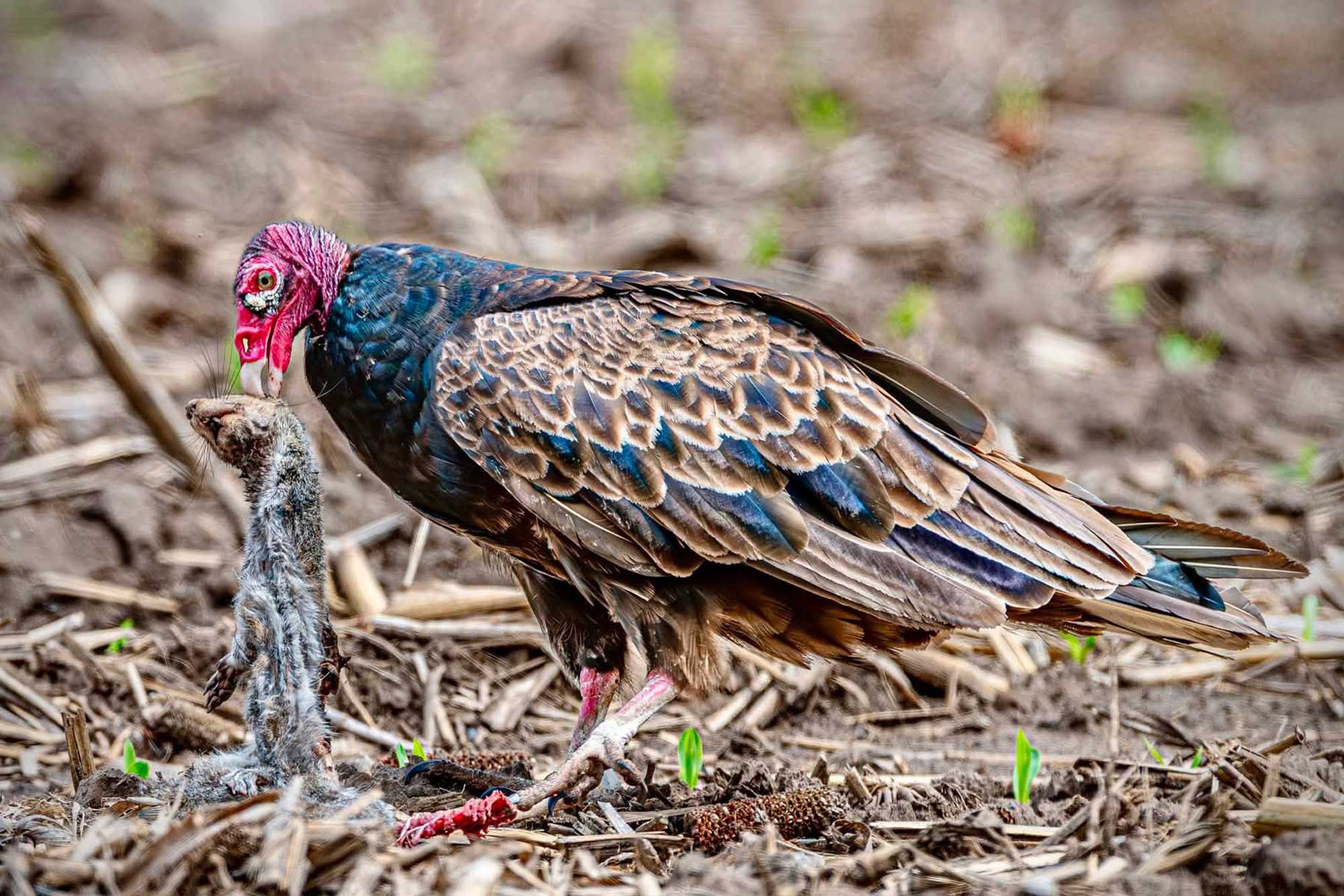 Turkey vulture standing in vegetation with a squirrel in its mouth.