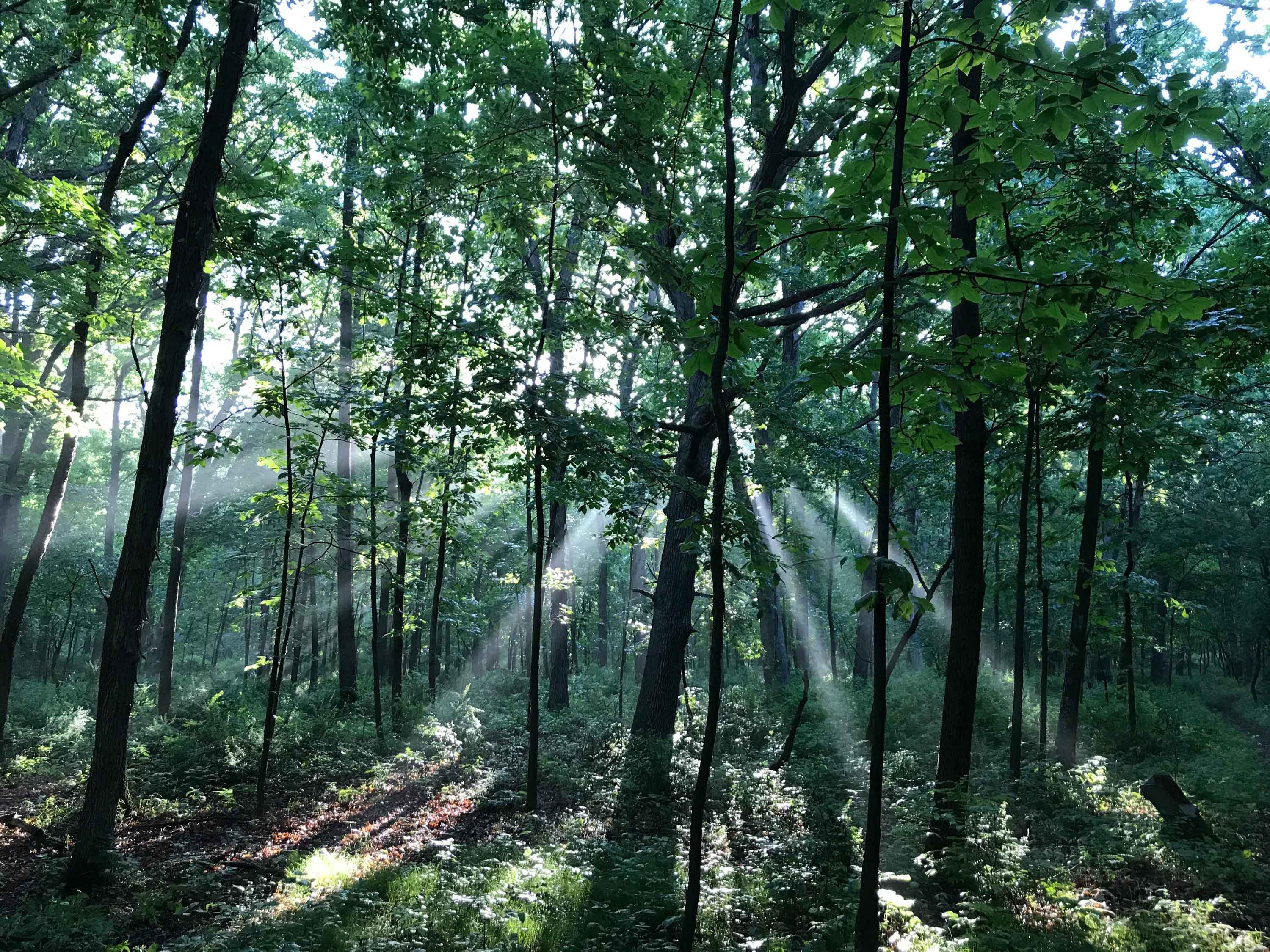 Sun streaming through trees at Thorn Creek Nature Preserve.