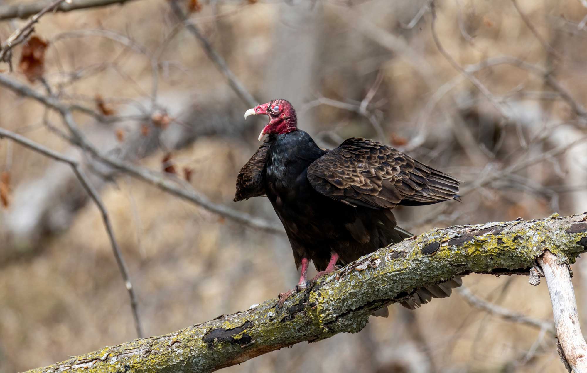 Turkey vulture perched on a branch with its mouth open and with other trees in the background.