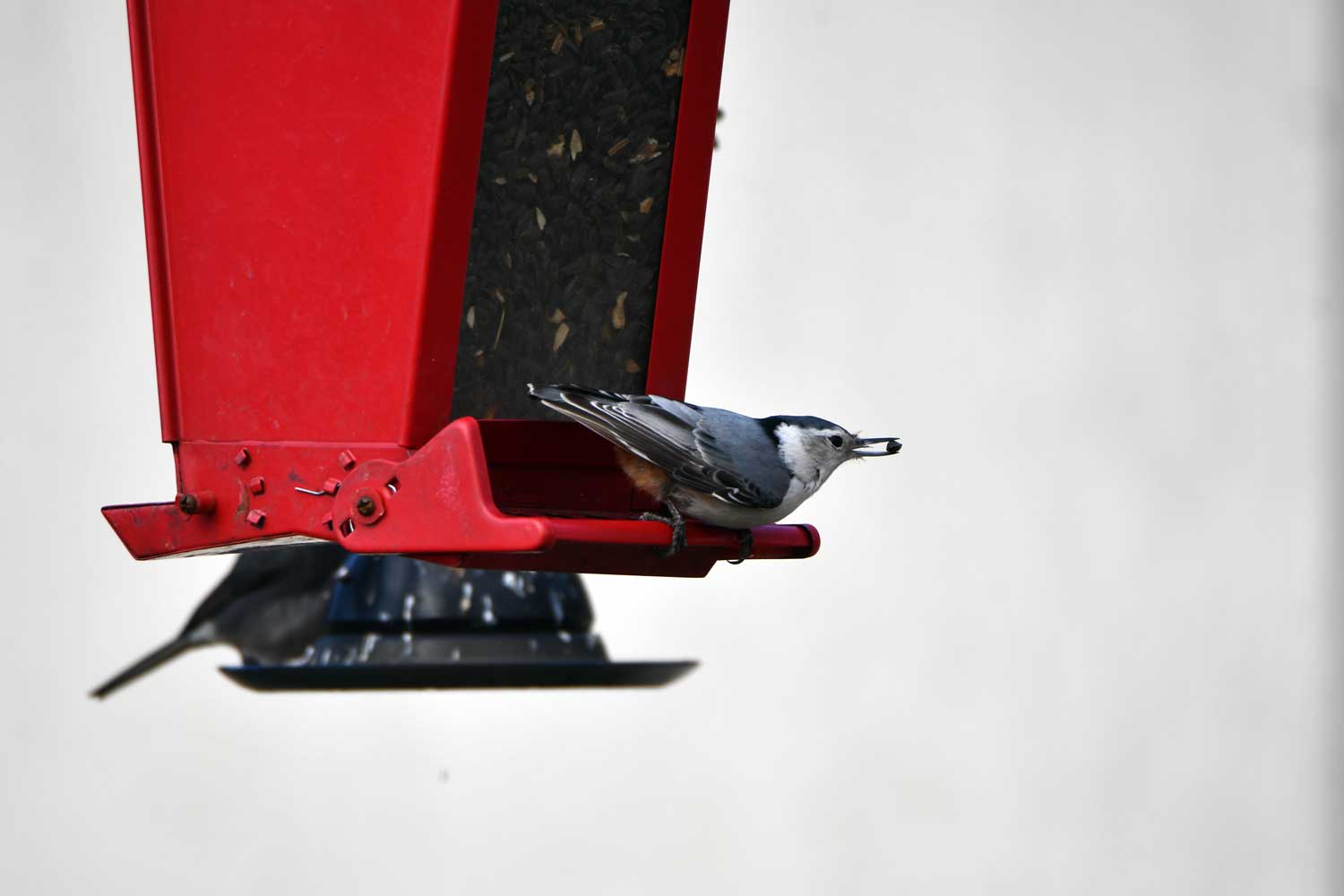 A gray and white bird perched on a red bird feeder. The bird as a seed in its mouth.