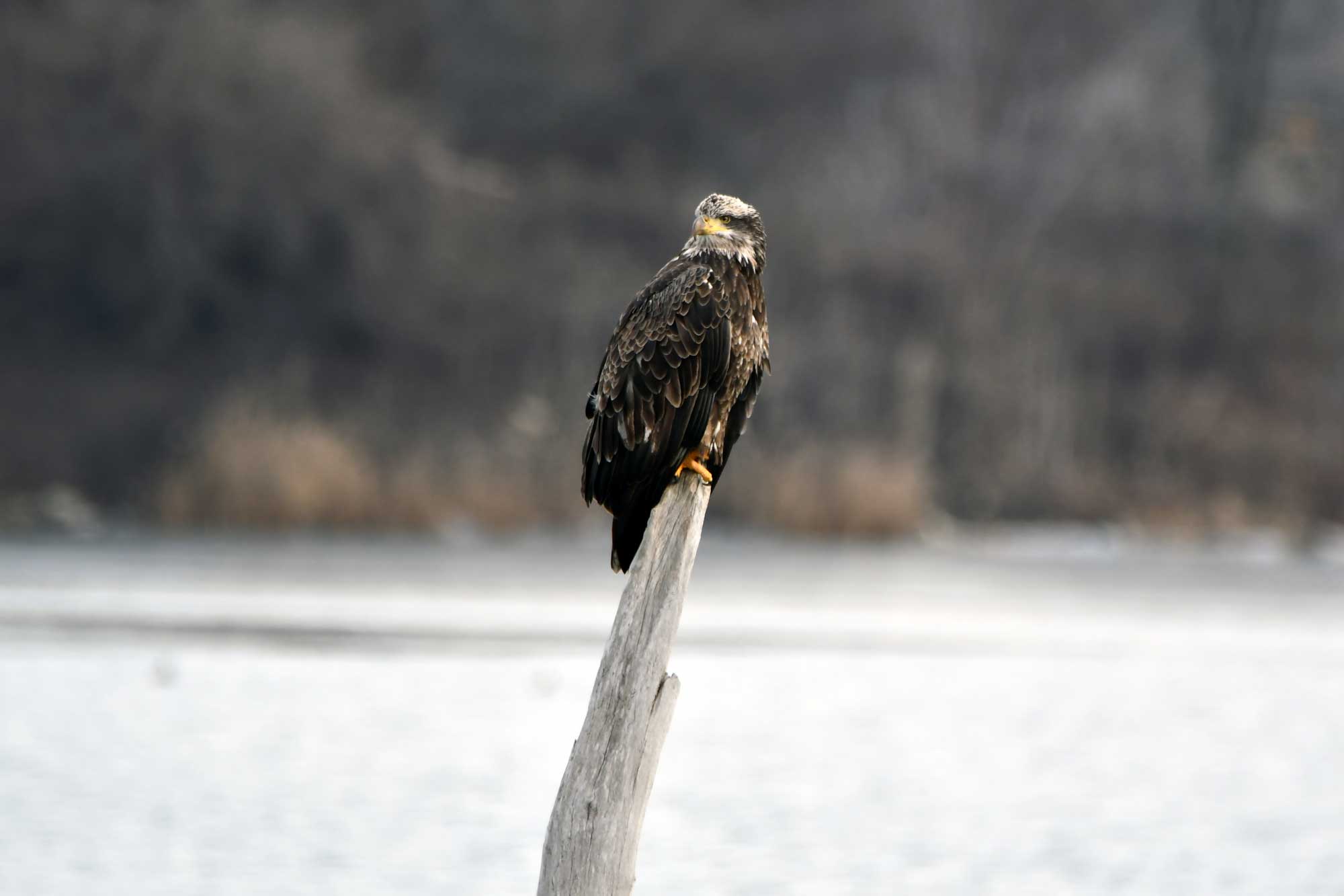 Juvenile bald eagle perched on a fallen tree in the water.