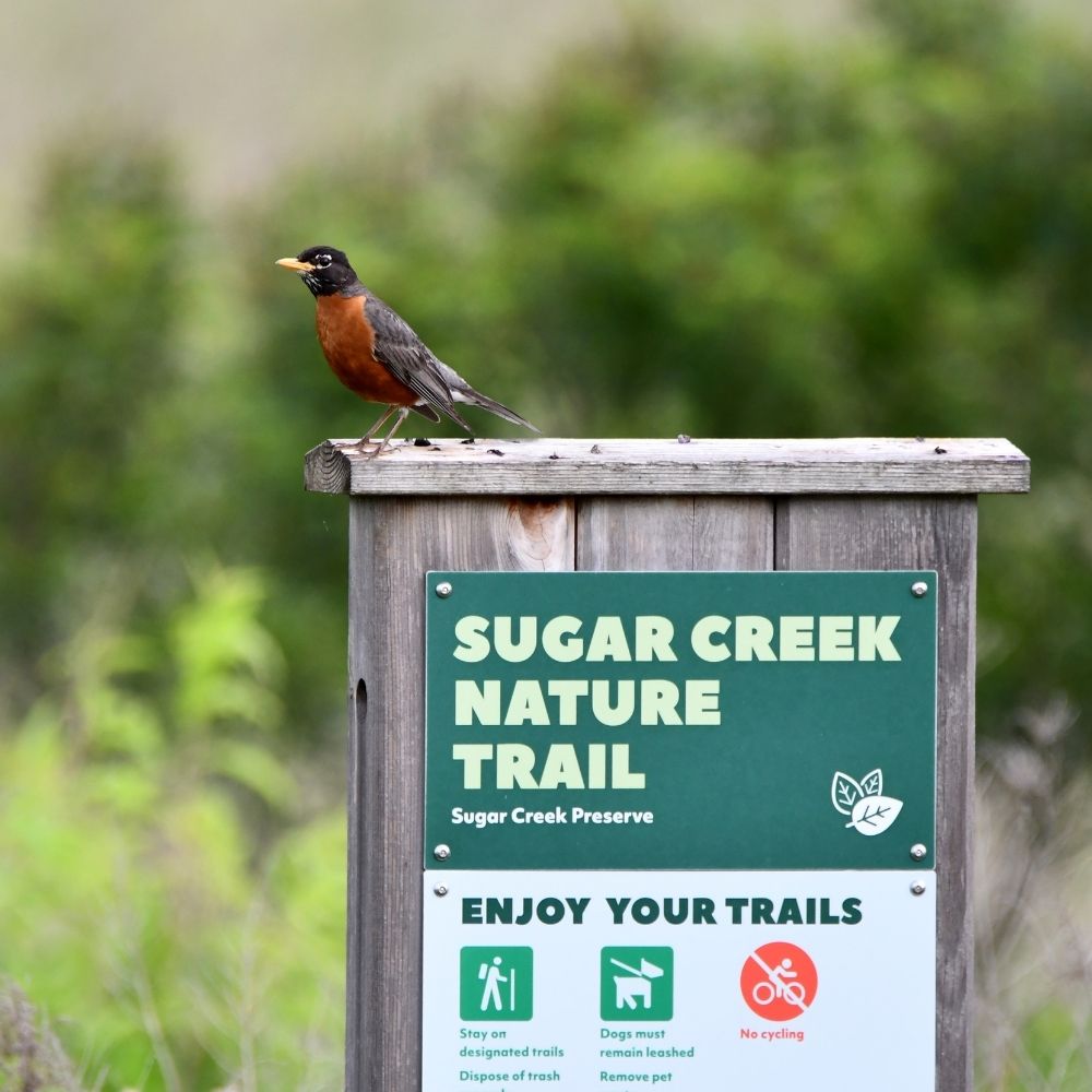 A robin with a bright orange chest perches on top of a wooden trail sign for the Sugar Creek Nature Trail at Sugar Creek Preserve.