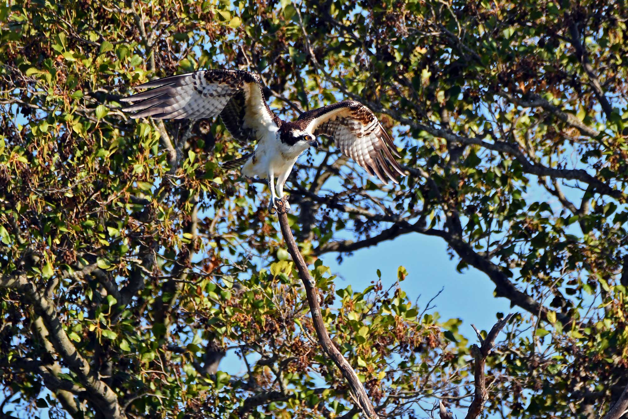 Osprey perched on a branch with wings extended and leaves in the background.
