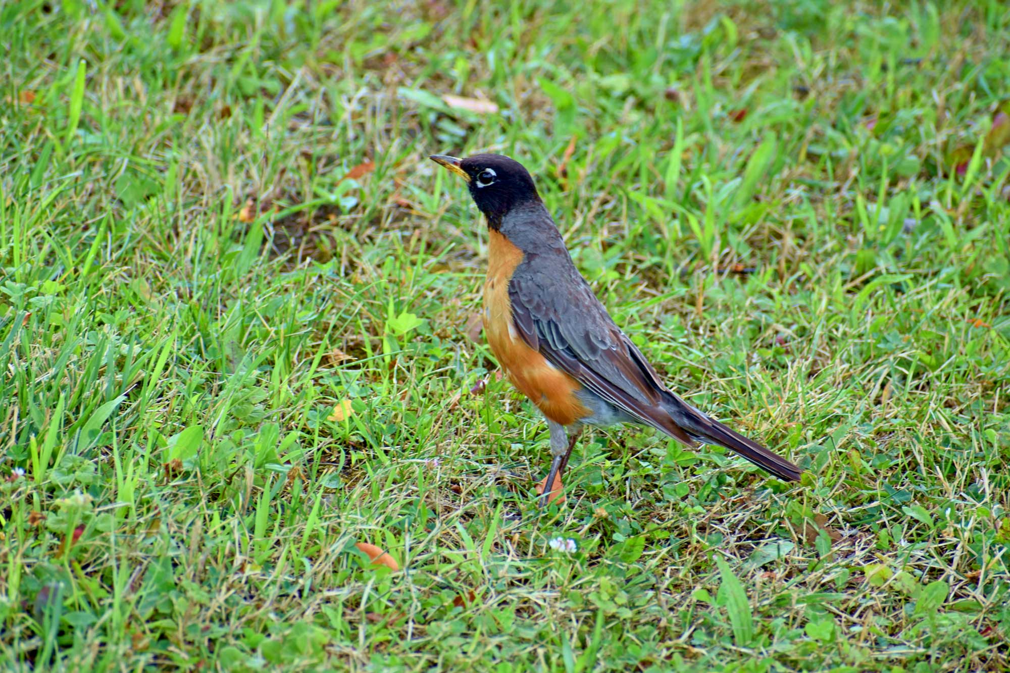American robin standing in grass.