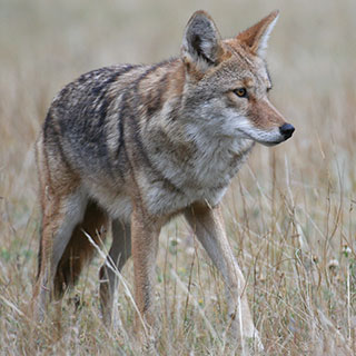 The facts about the animals you love to hate