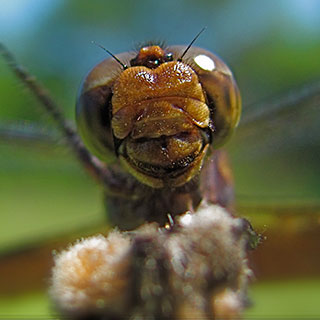 Know your dragonflies