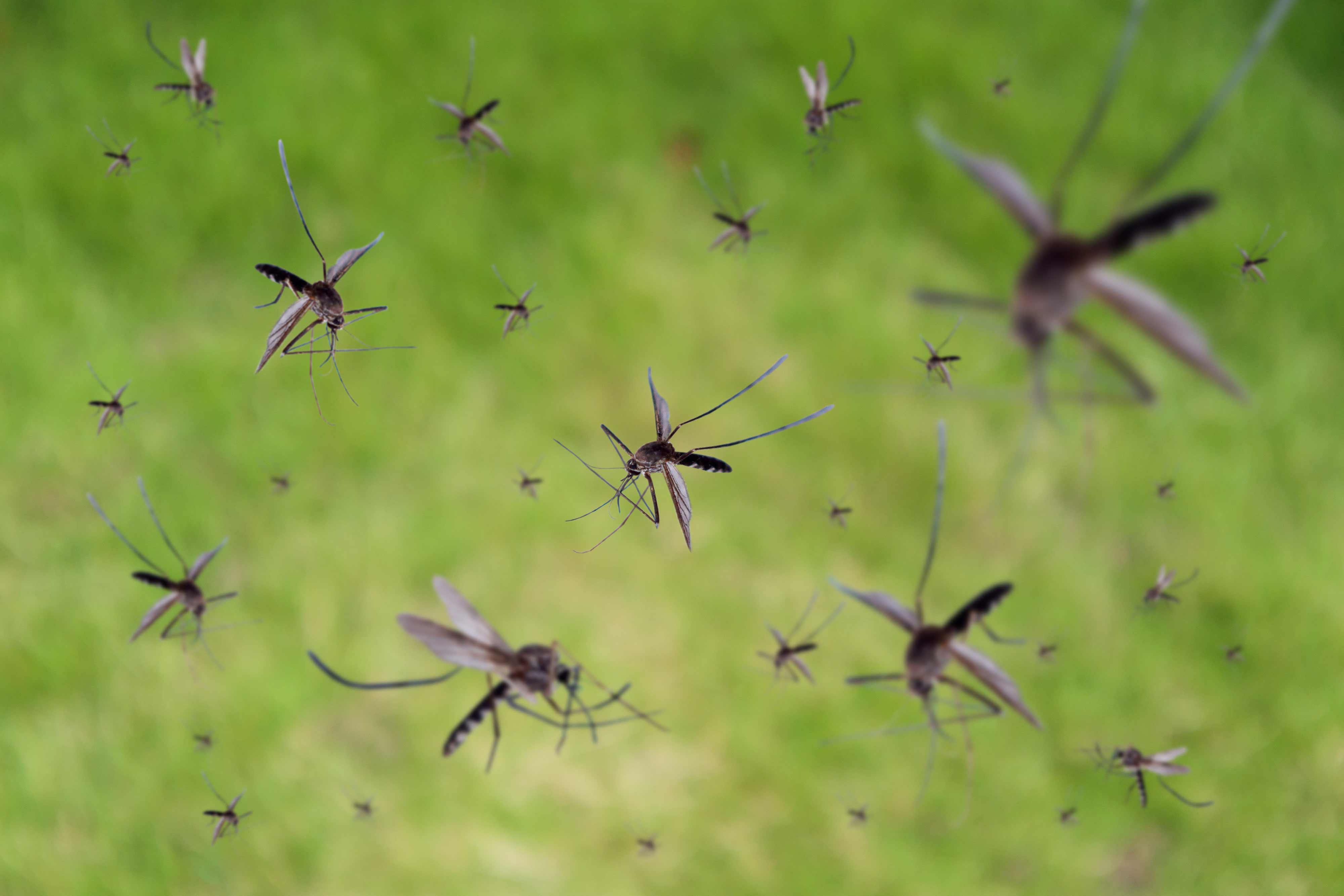 A group of mosquitoes in flight.