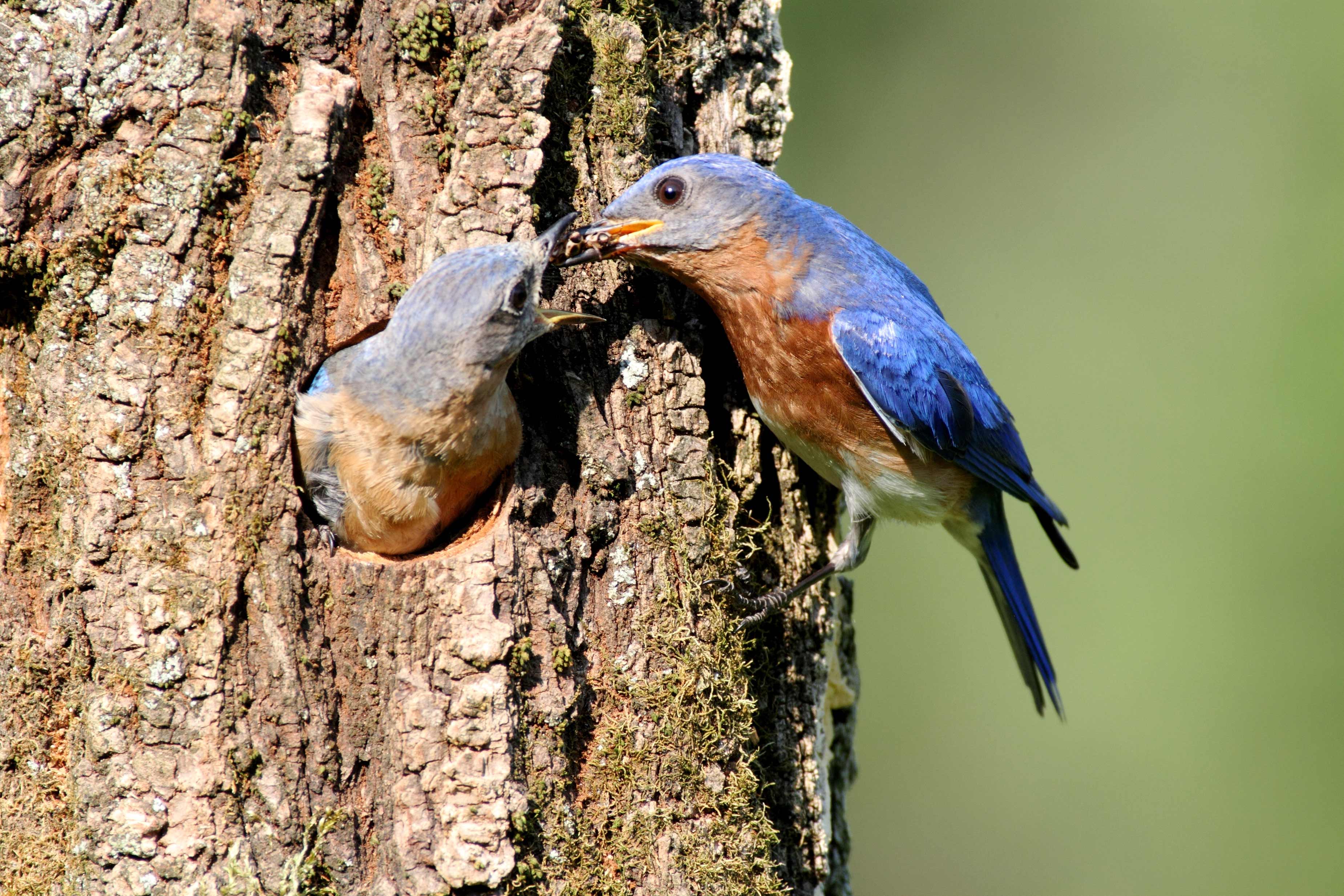Let's bust some nature myths