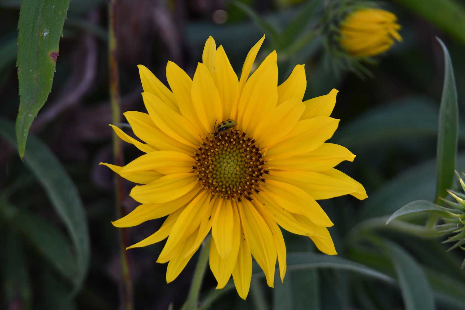 A closeup of a yellow sunflower bloom with an insect on it.