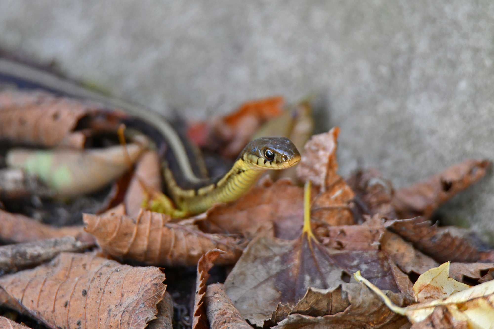 Garter snake slithering over fallen leaves.