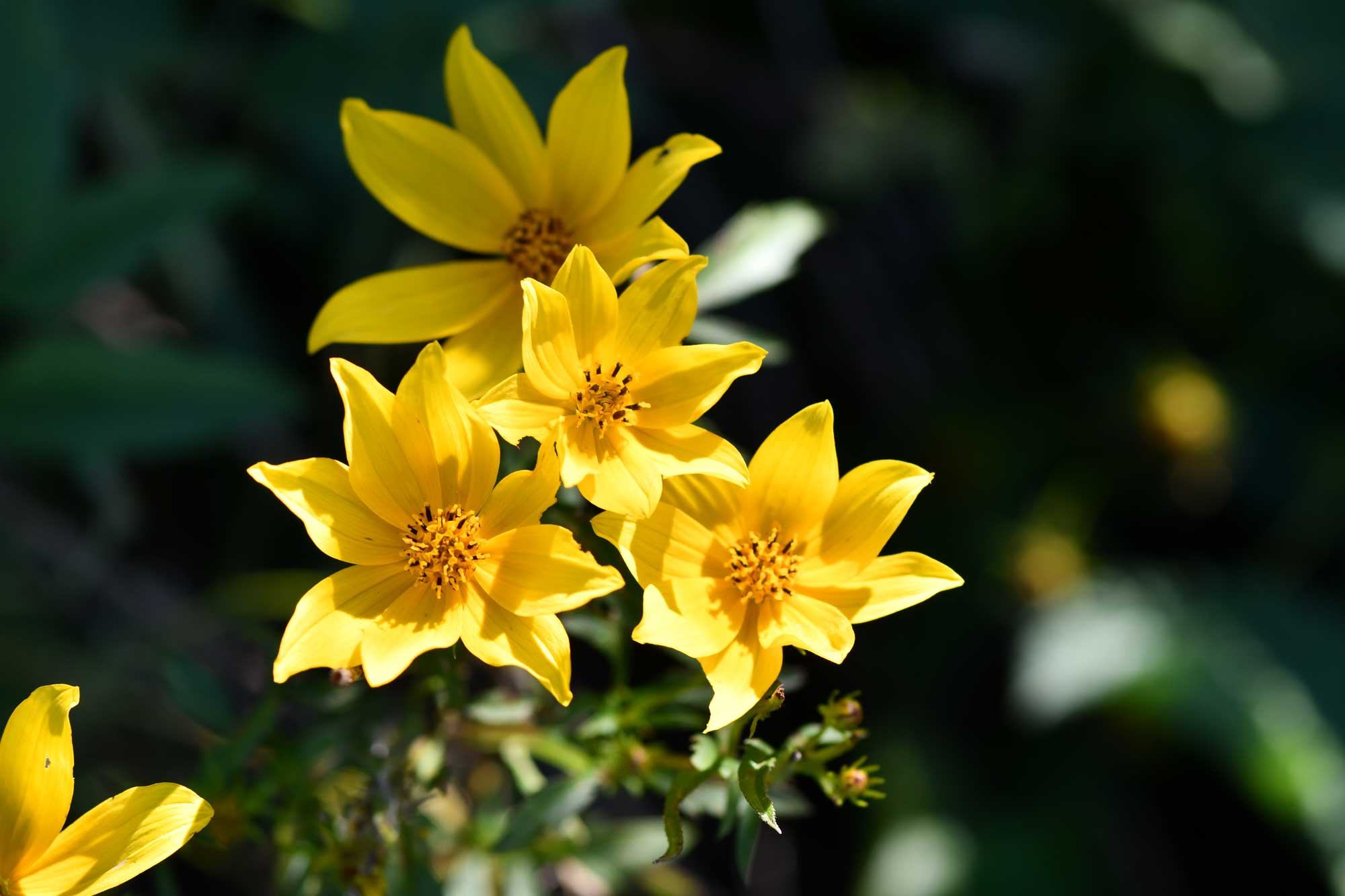 Bur marigold flower blooms.