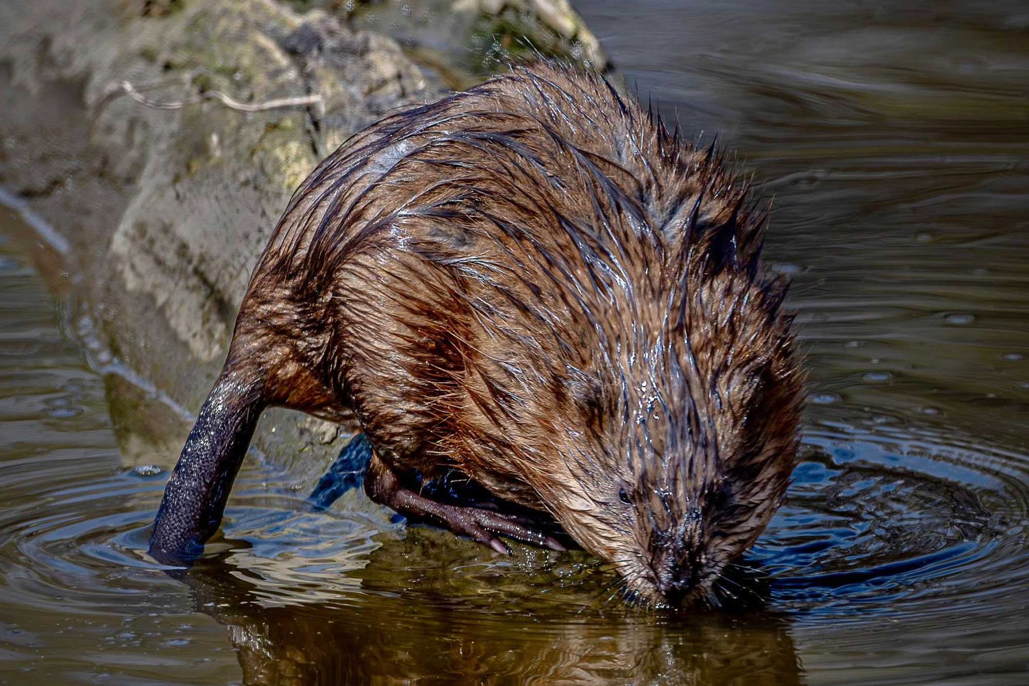 Muskrat sitting on a fallen tree in the water.