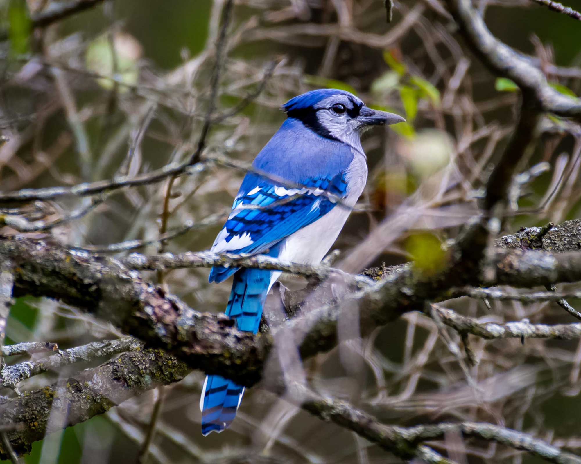 Blue jay perched on a branch with other branches in the background.