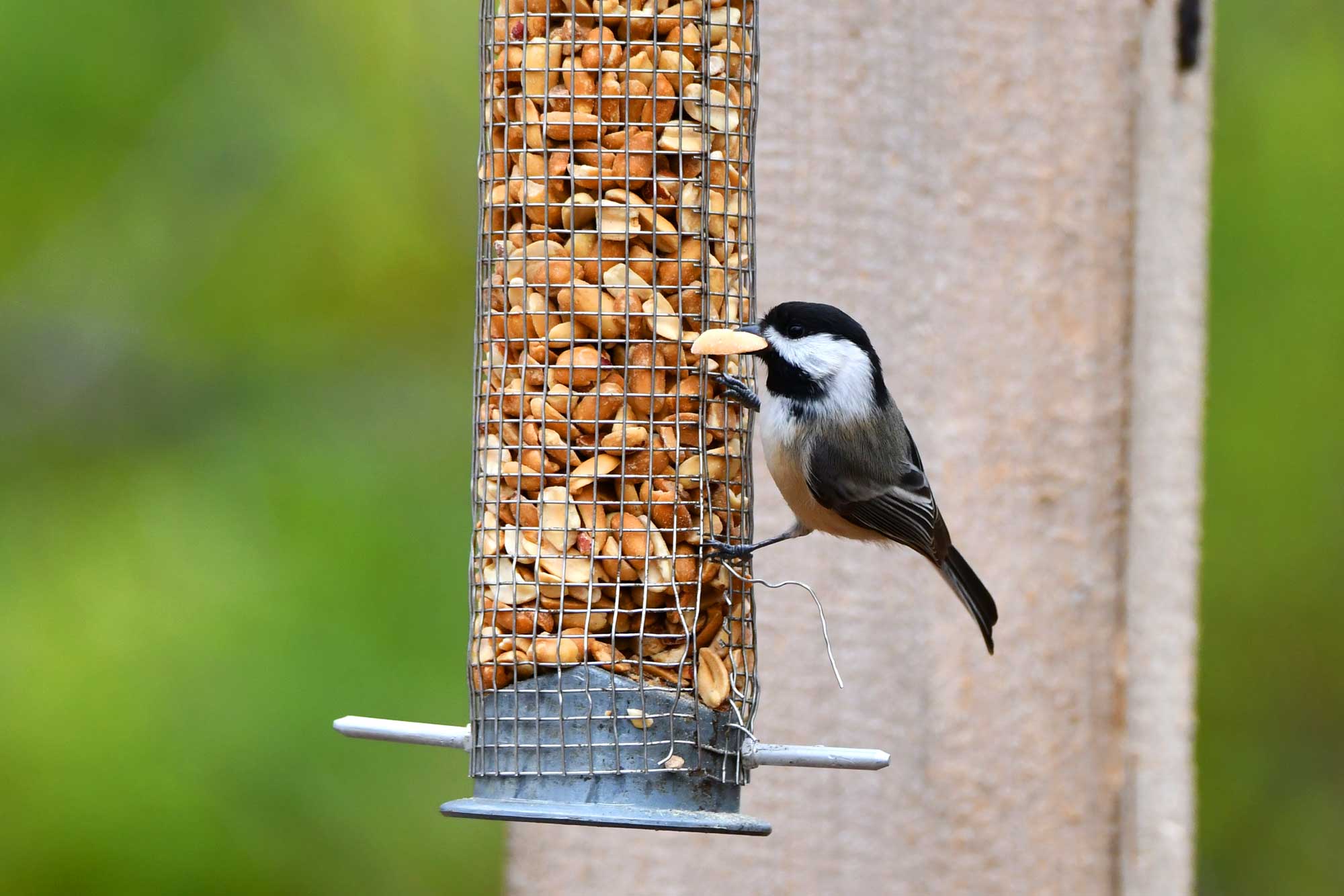 Black-capped chickadee perched on a bird feeder with food in its beak.