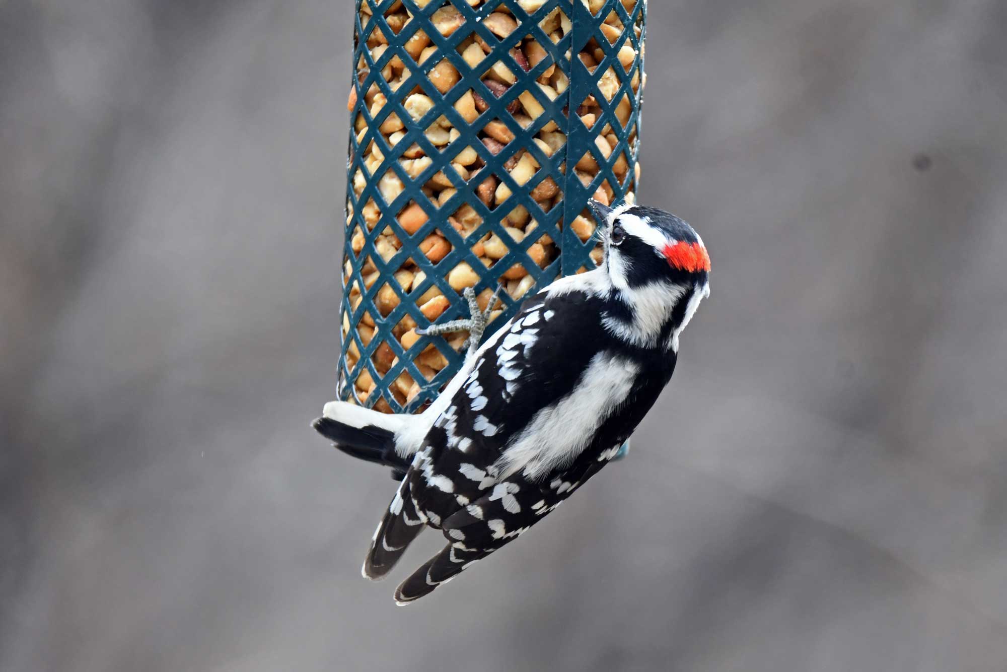 Downy woodpecker clinging to a bird feeder.