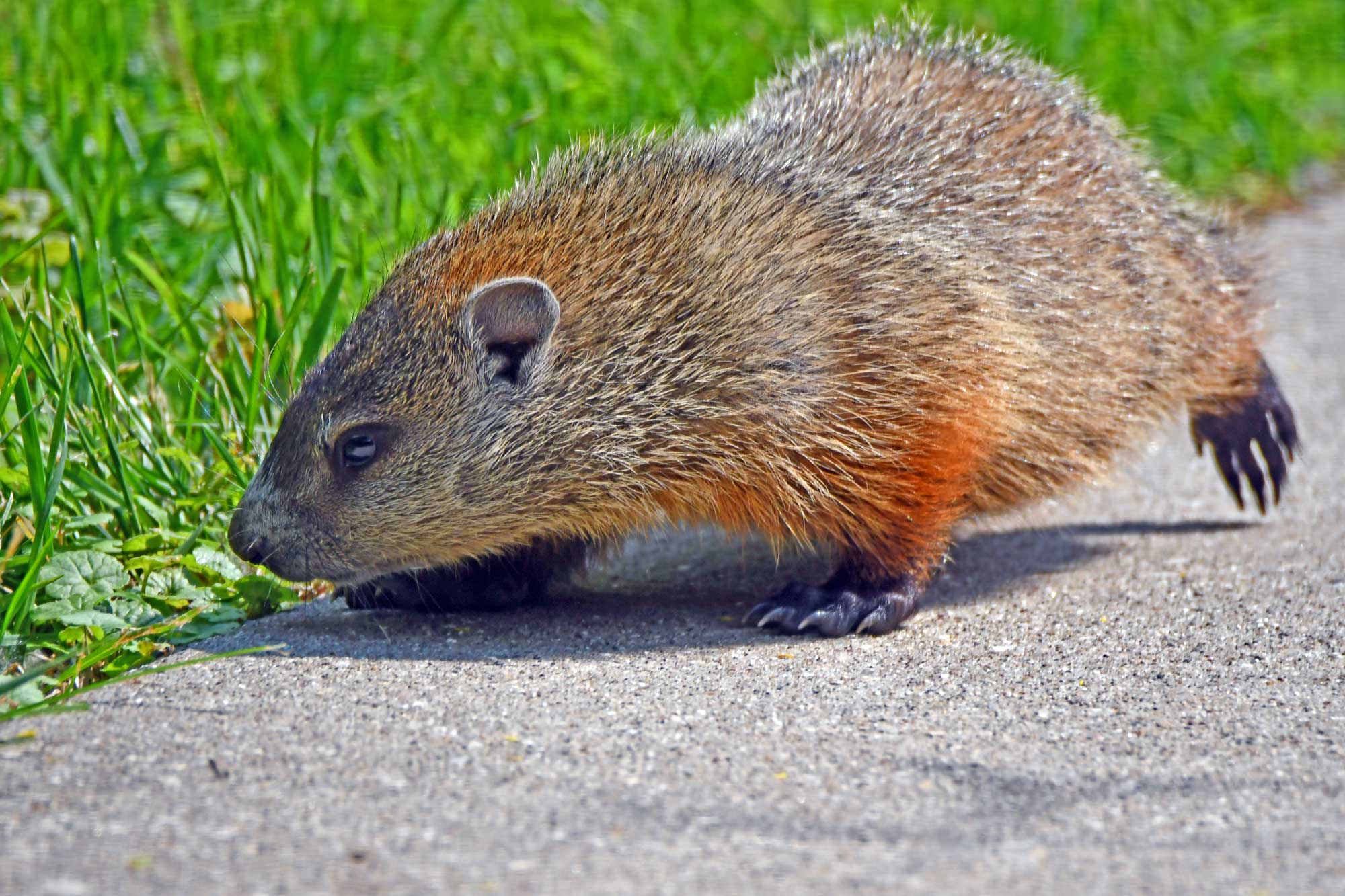 Groundhog on sidewalk with grass in the background.