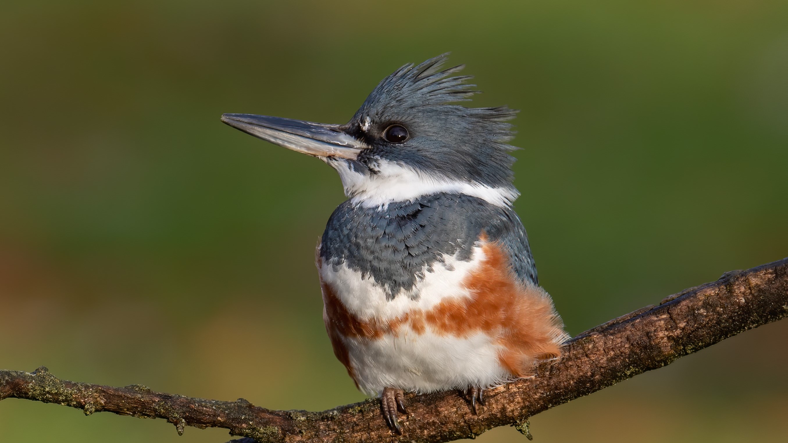 Close-up of a belted kingfisher on a branch.