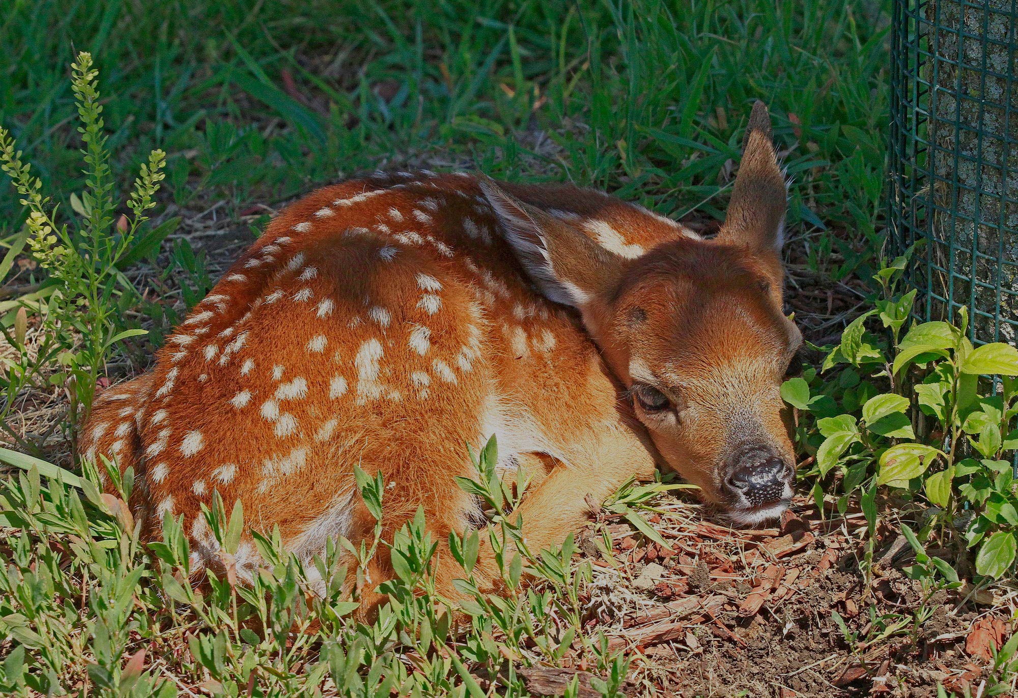 A fawn laying in the grass.