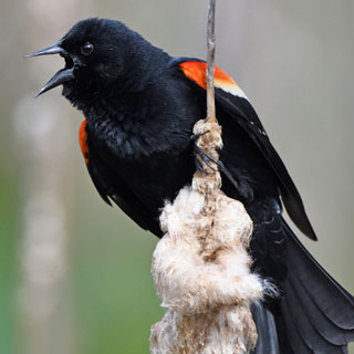 These birds mean business