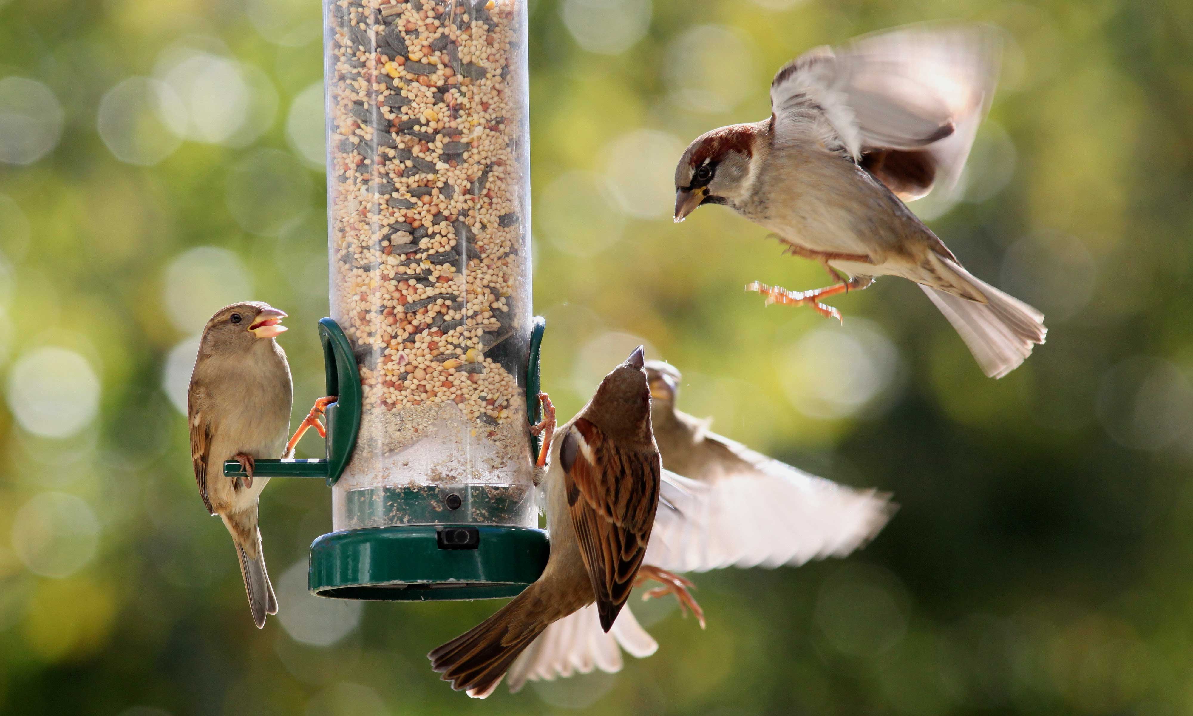 House sparrows at a feeder.