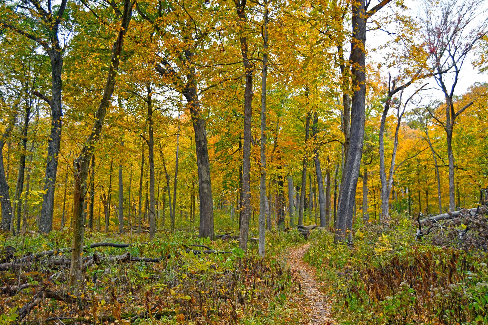 Natural trail with fall colored trees.