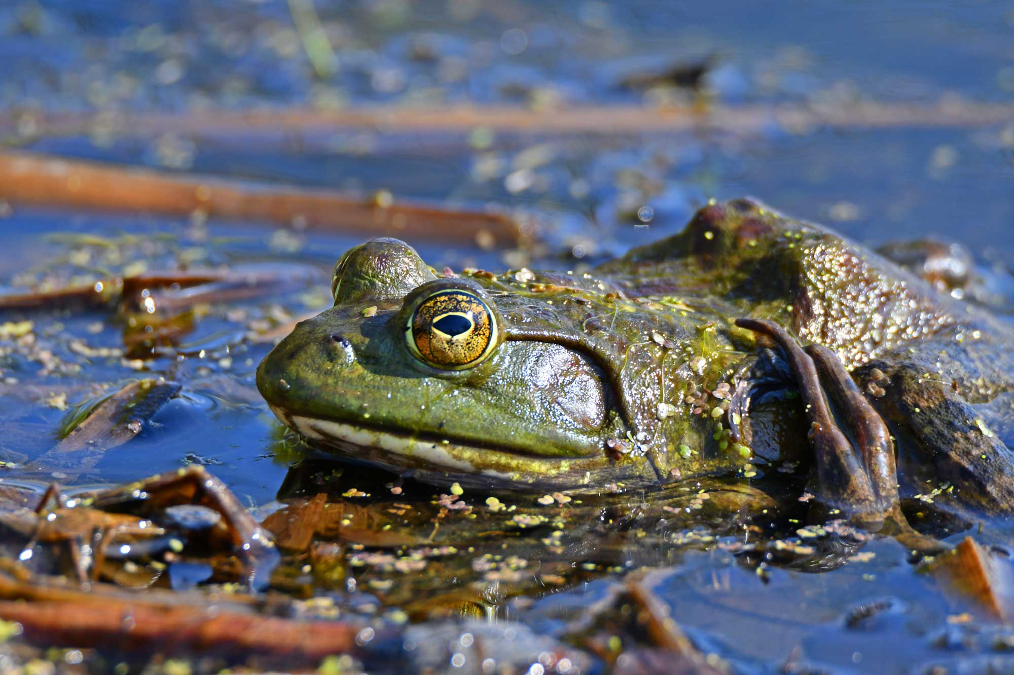 Close up of American bullfrog sitting in water.