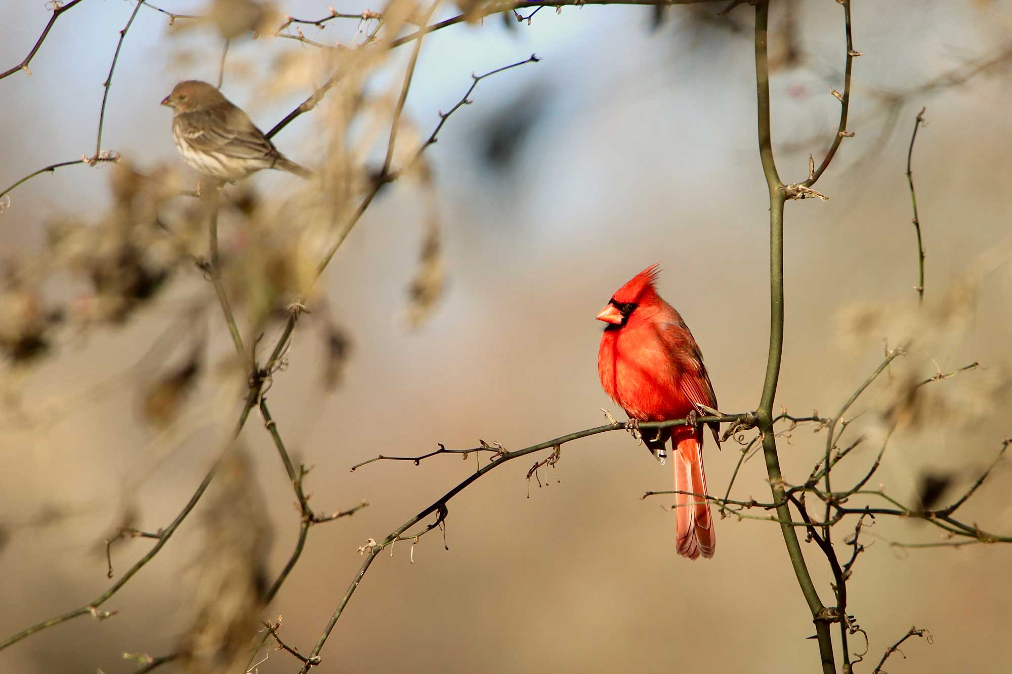 Northern cardinal perched on a branch.