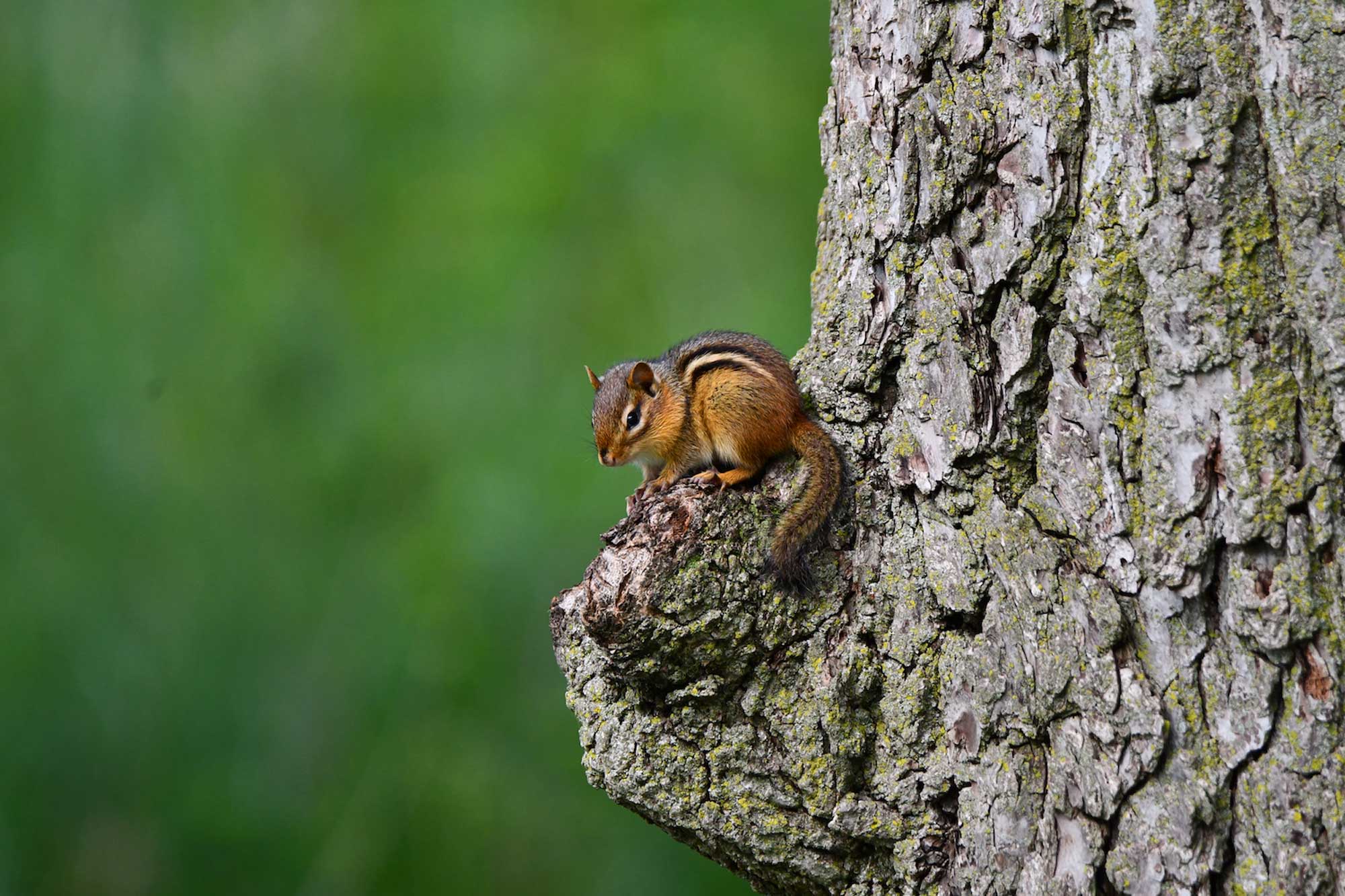 Eastern chipmunk sitting on a tree burl with vegetation in the background.