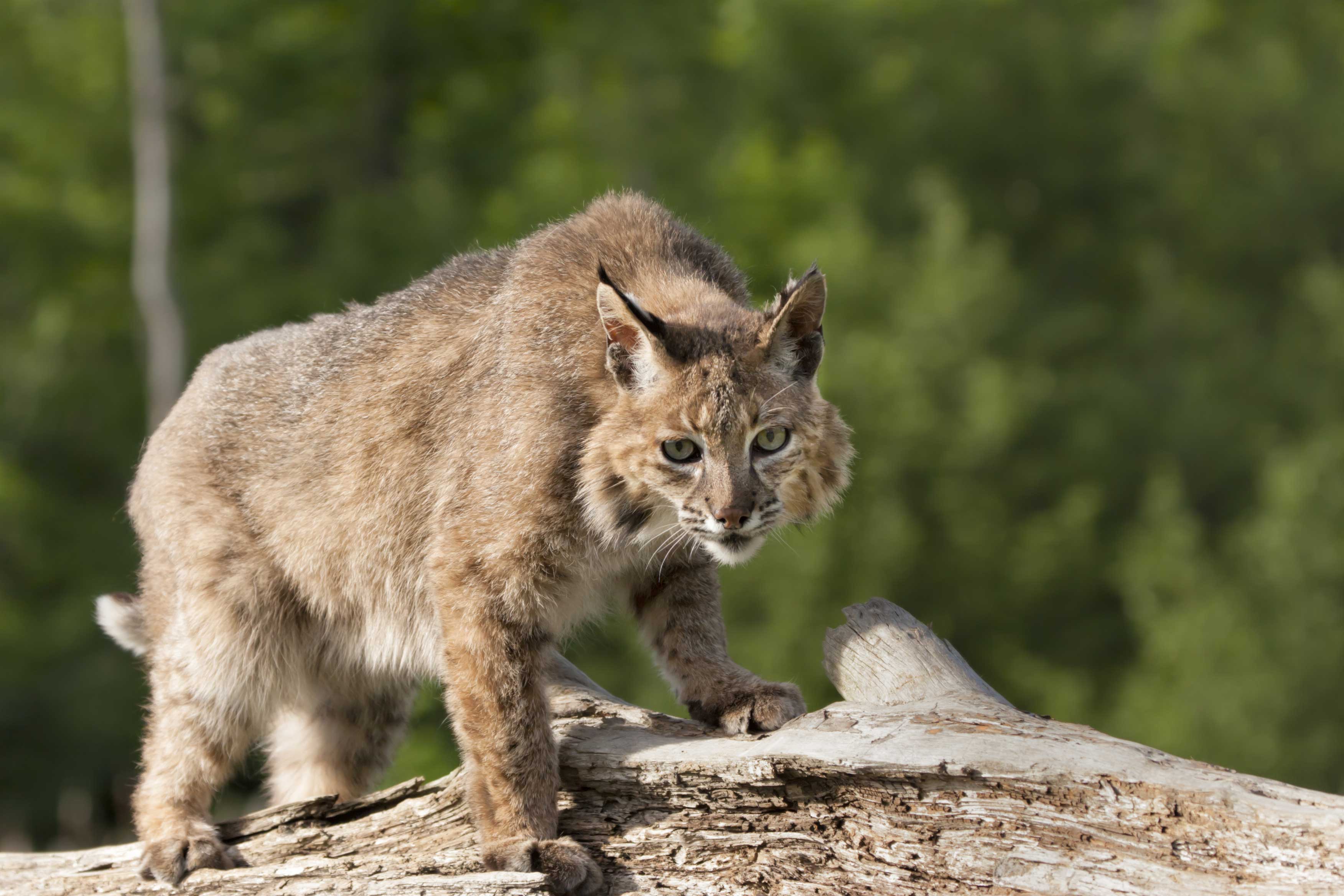A bobcat walking across a dead tree on the ground.