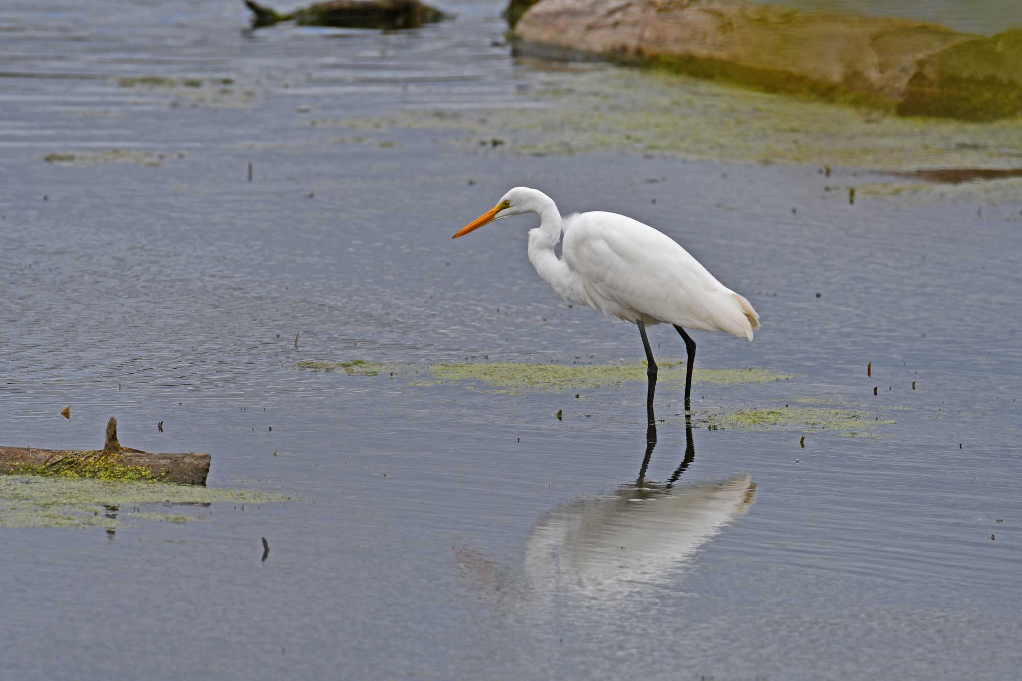 Great egret standing in the water.