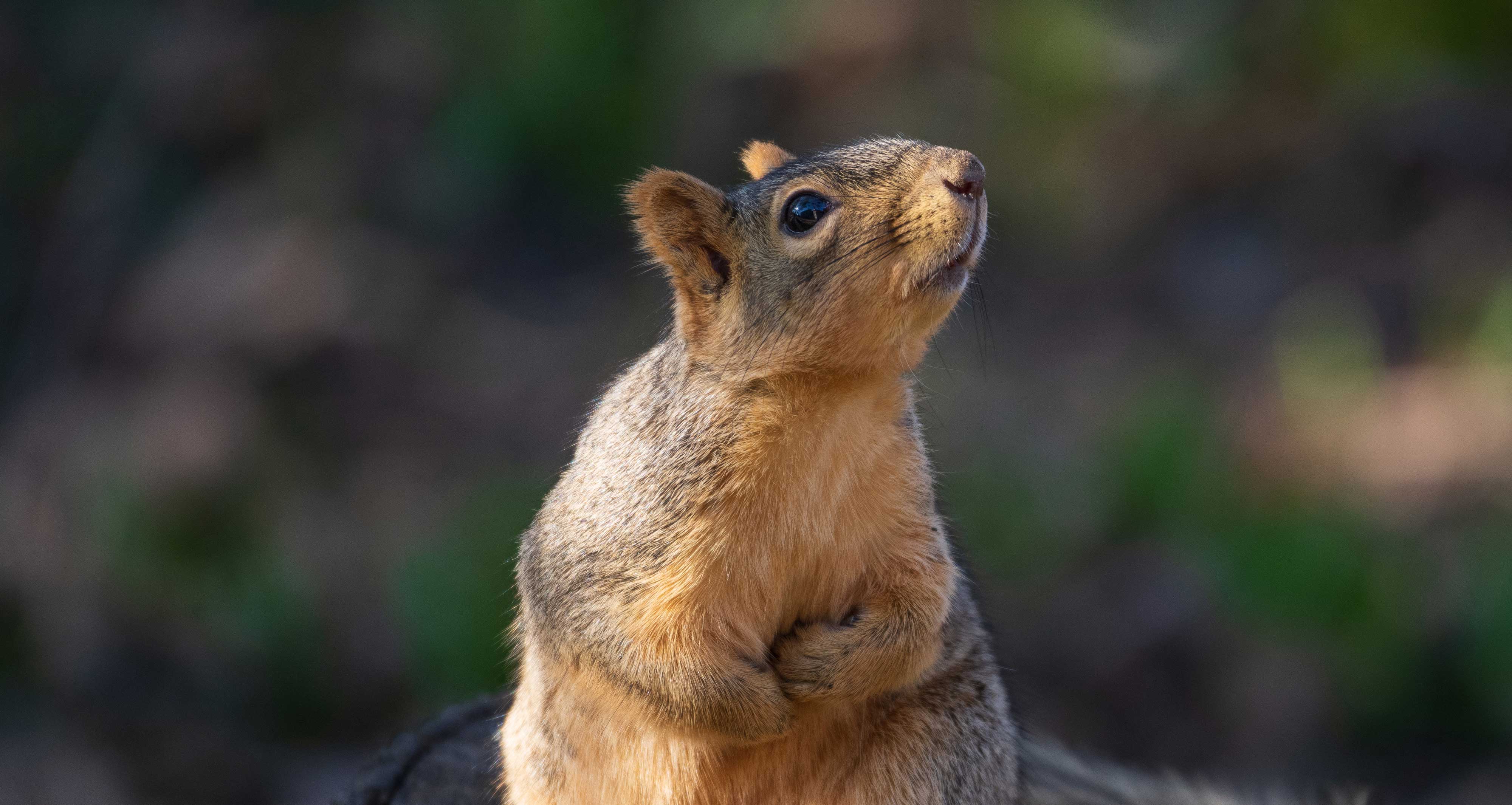 Close-up of a squirrel.