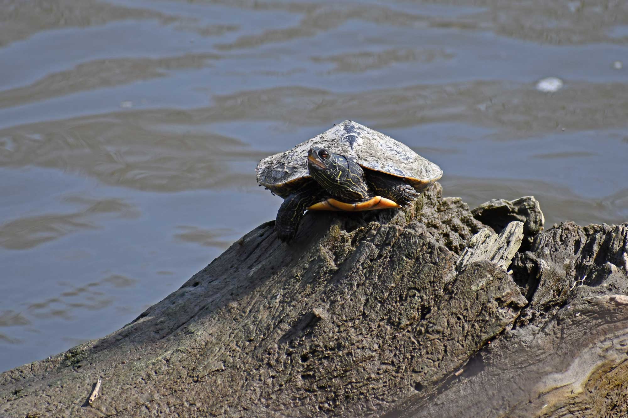 Painted turtle resting on a fallen tree in the water.