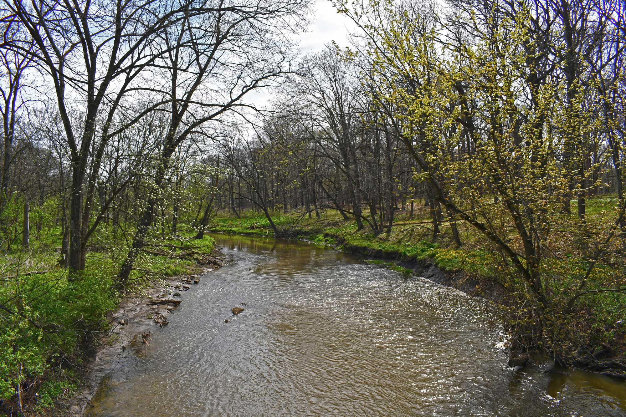 Creek lined by grasses and trees.