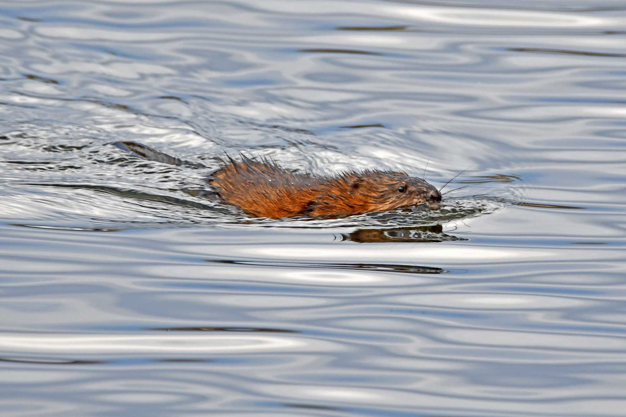 Muskrat swimming in the water.