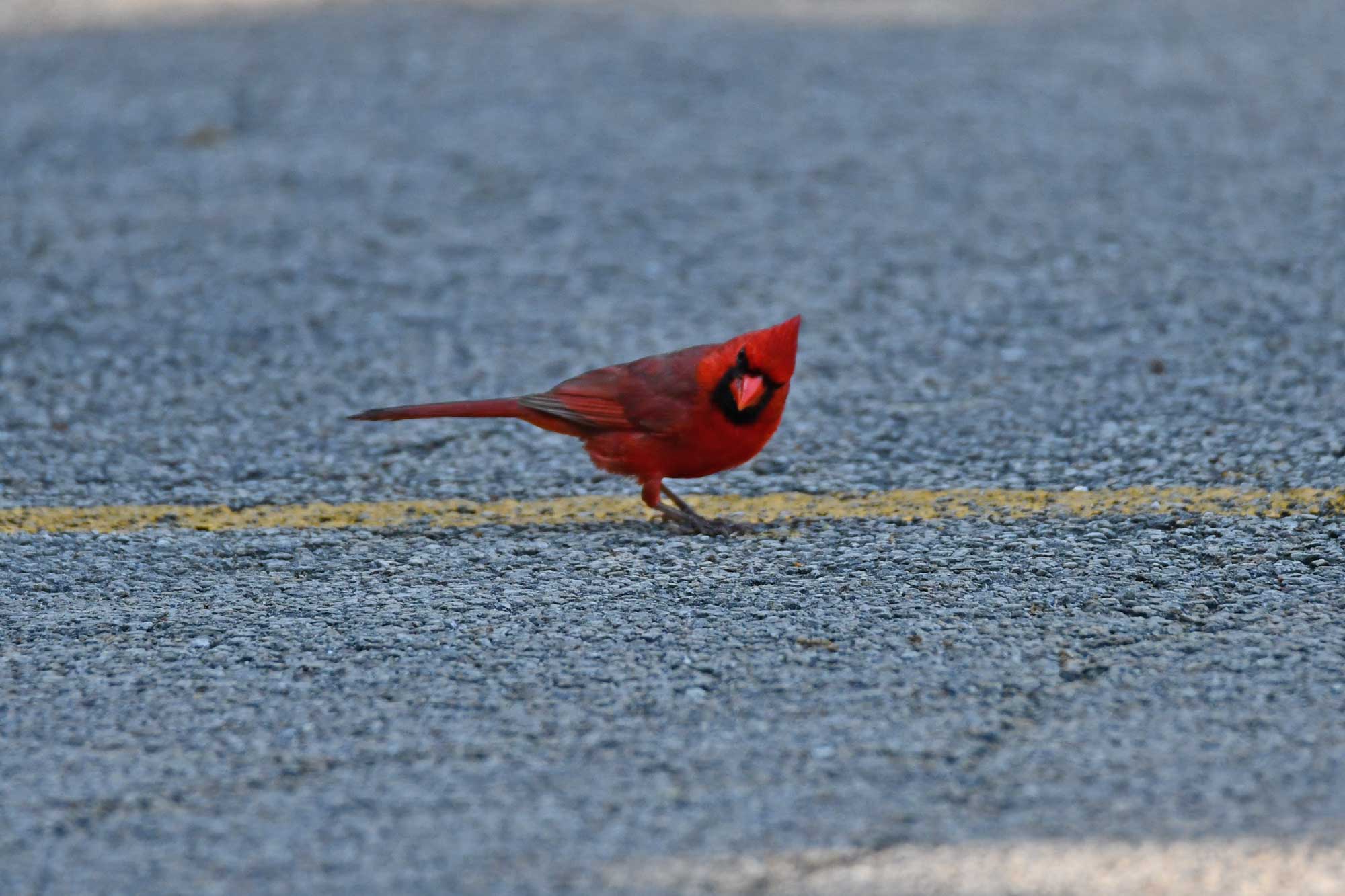 Northern cardinal standing in a parking lot.