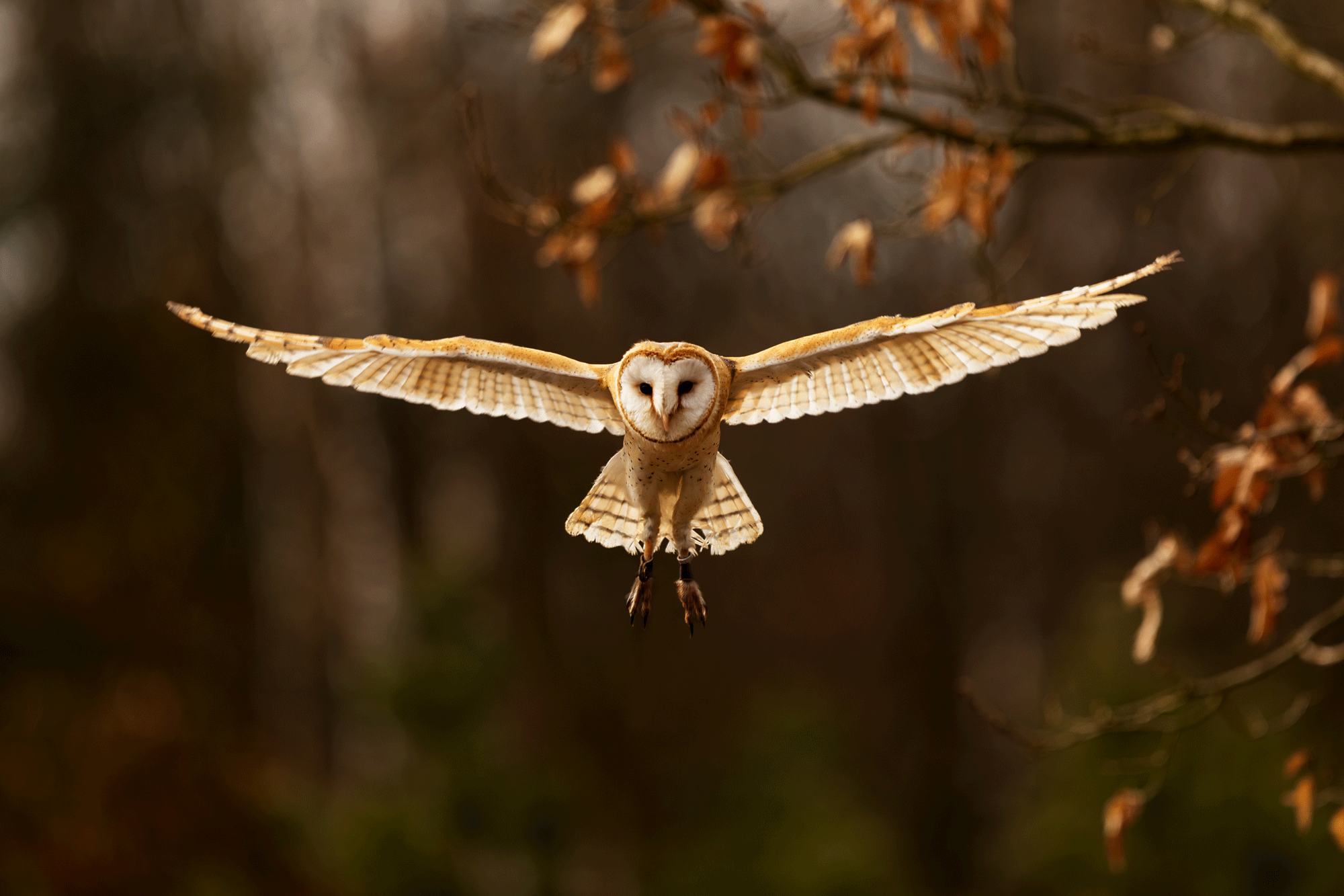 A barn owl with wings extended in flight at dusk.