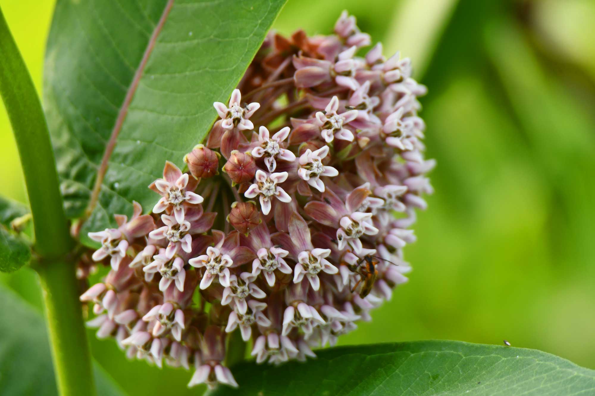 Common milkweed growing with white and pink flower petals.