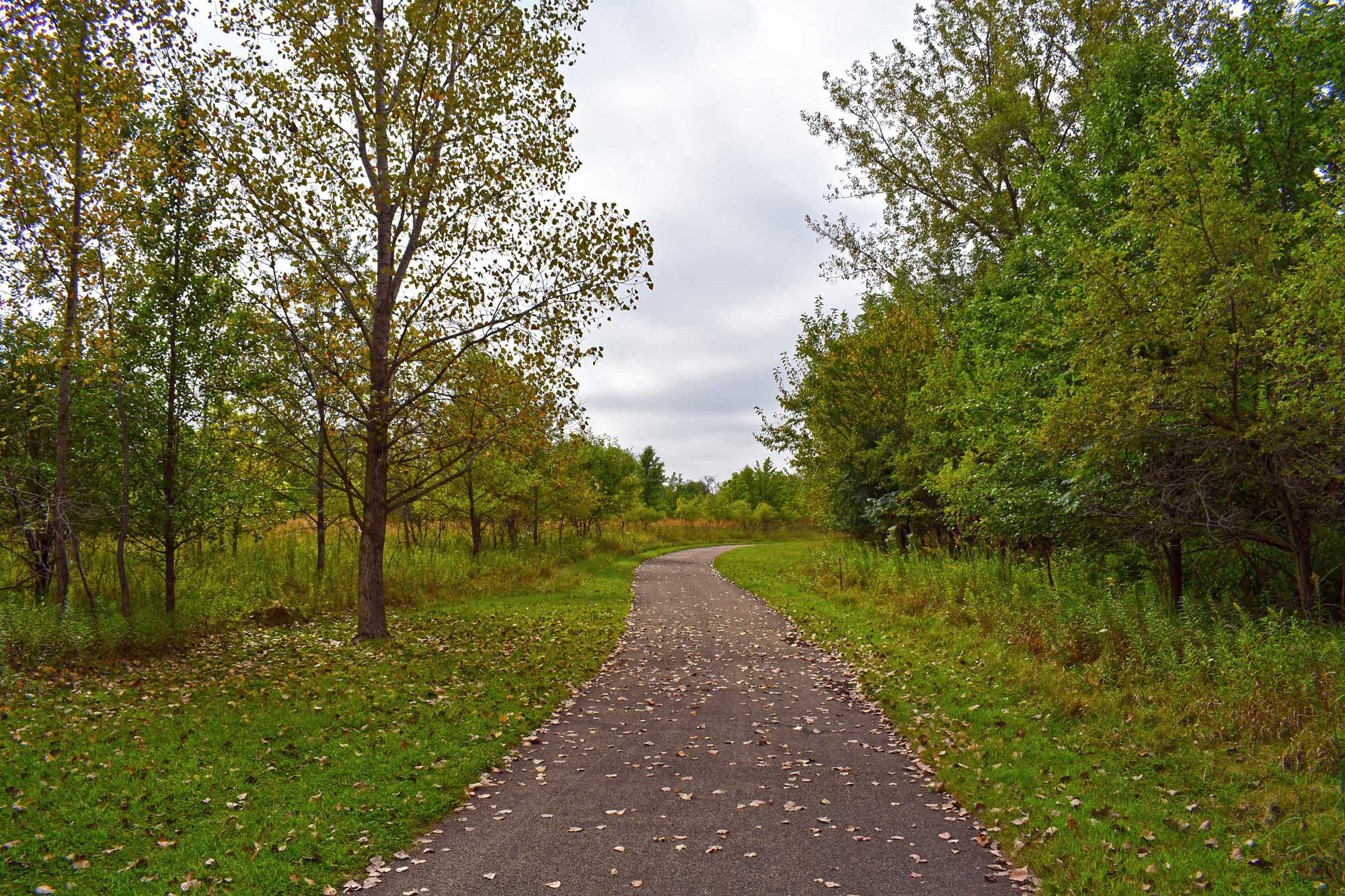 Paved trail lined with grasses and trees.