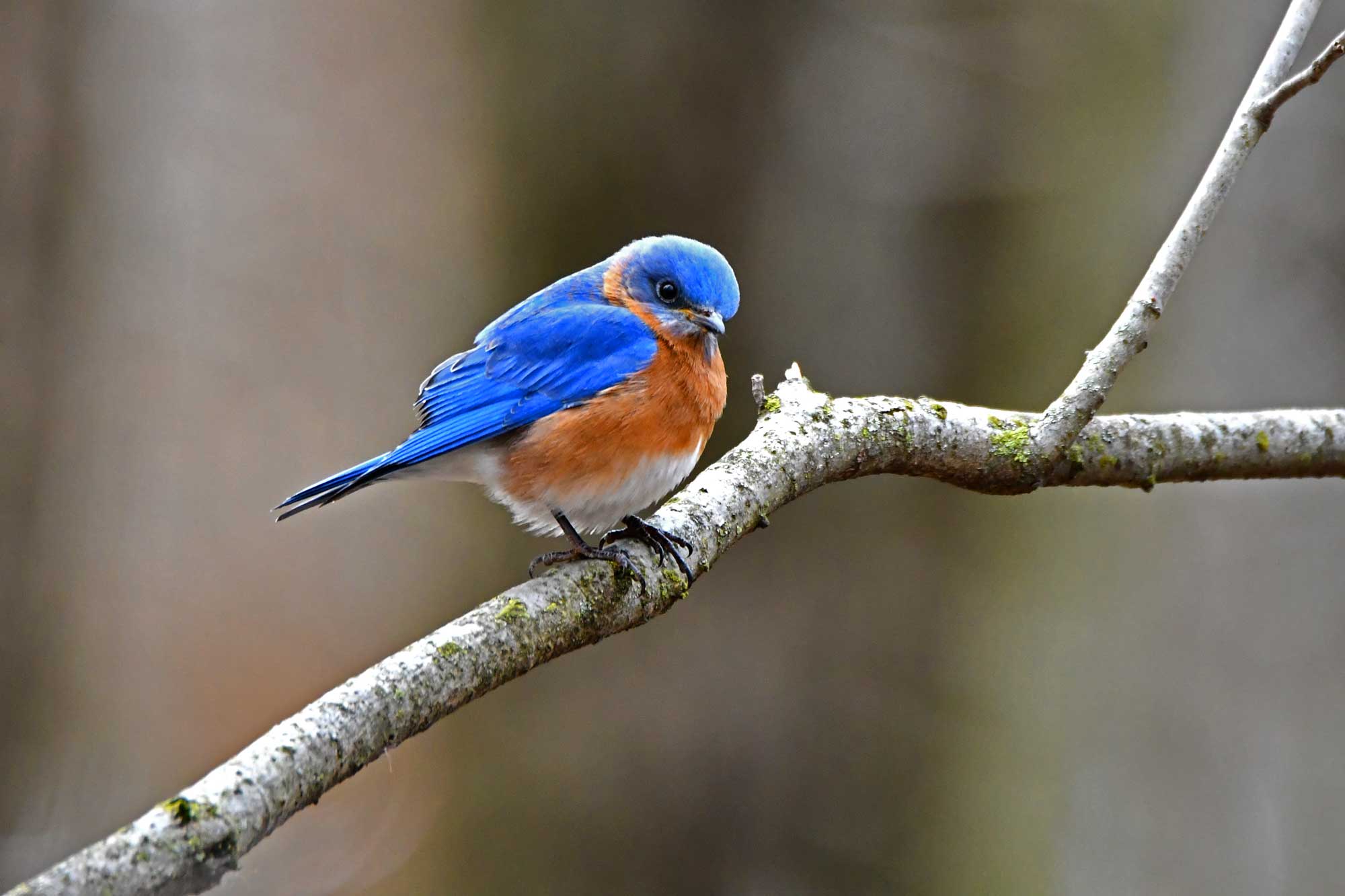 Eastern bluebird perched on a branch with vegetation in the background.