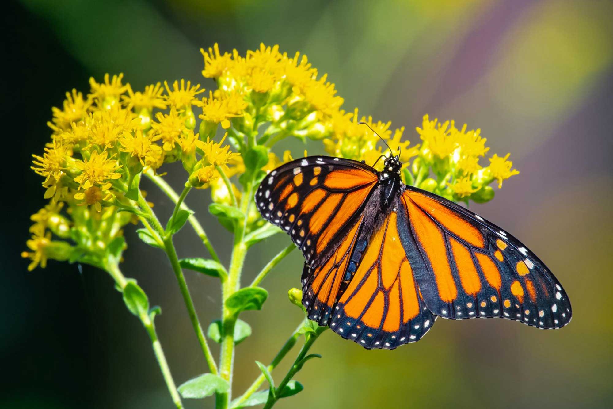 Monarch butterfly landed on yellow wildflowers.
