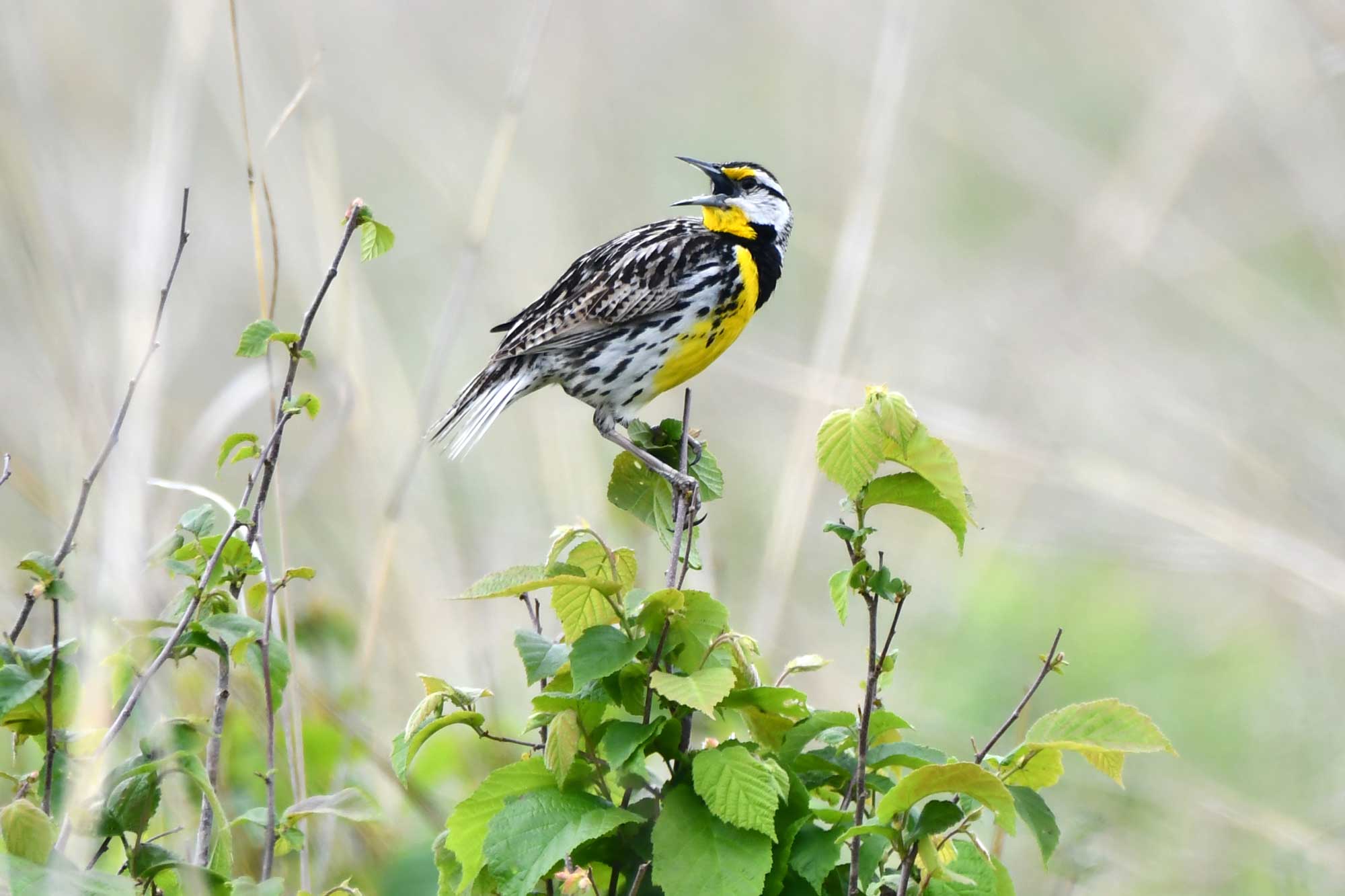 Eastern meadowlark perched on a piece of vegetation.