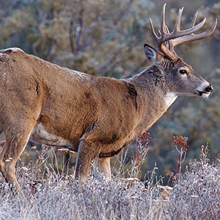 The beloved white-tailed deer