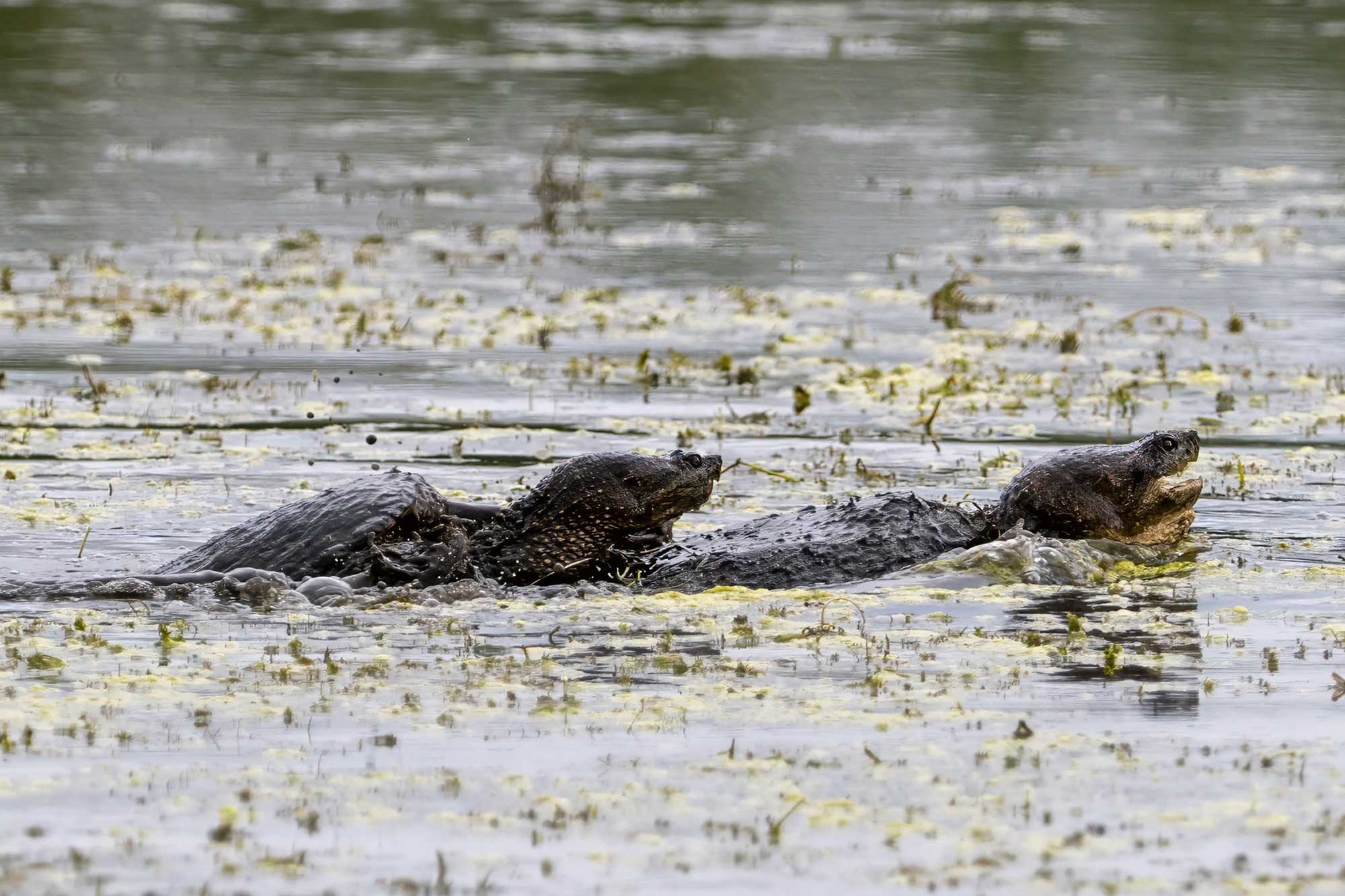 Two snapping turtles in the water.