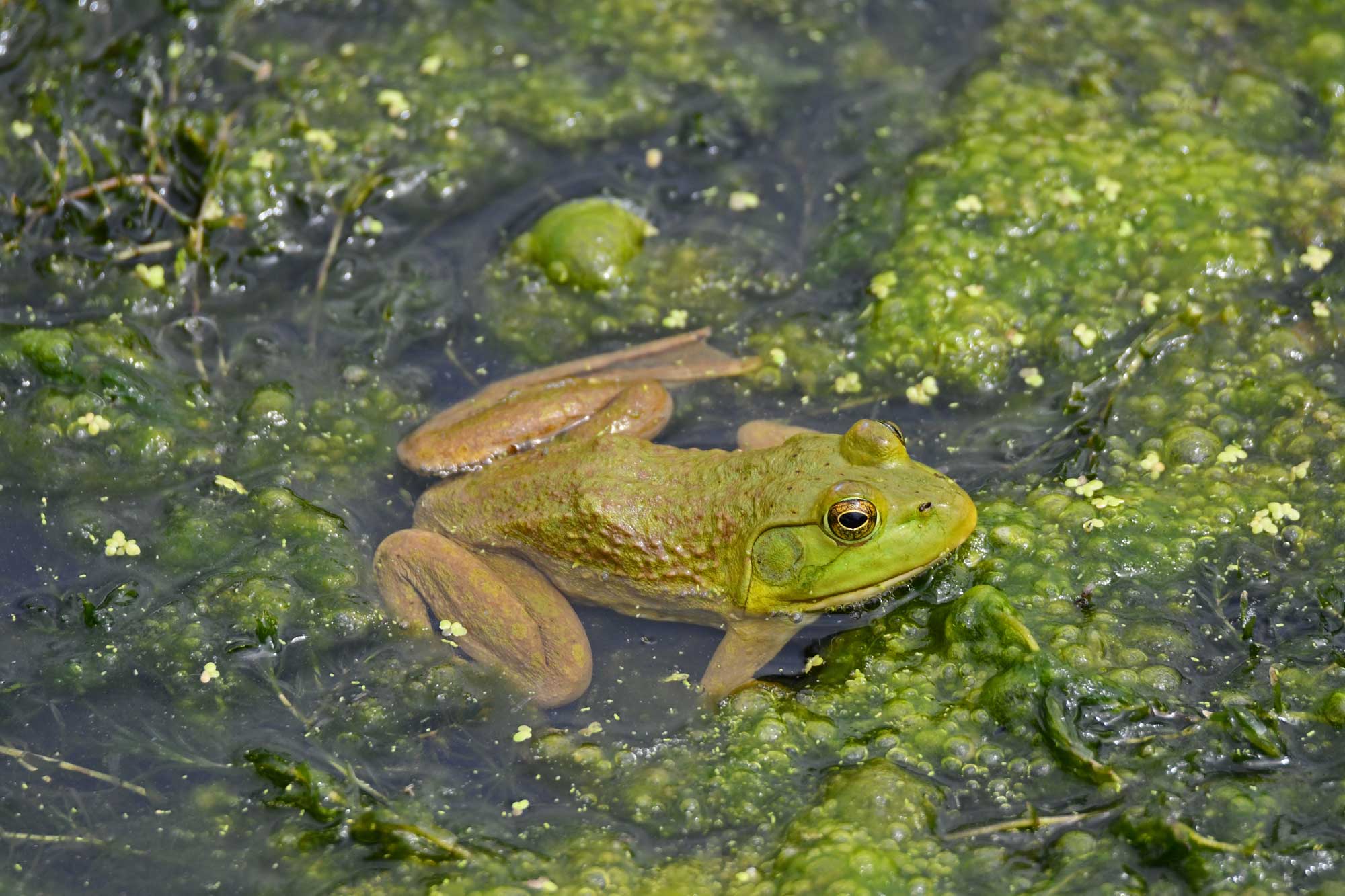 American bullfrog sitting in the water.