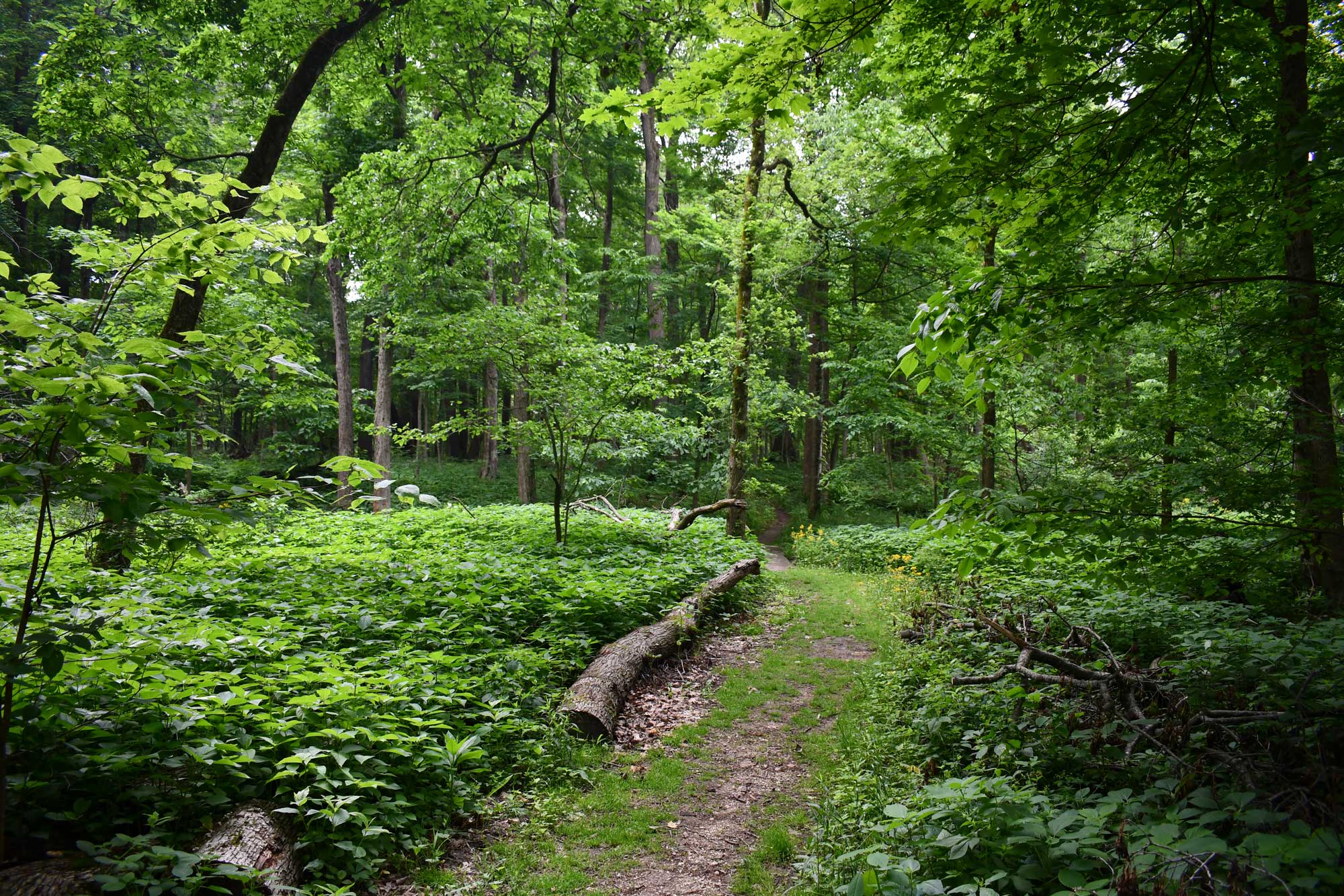 Dirt trail lined by trees and grasses.