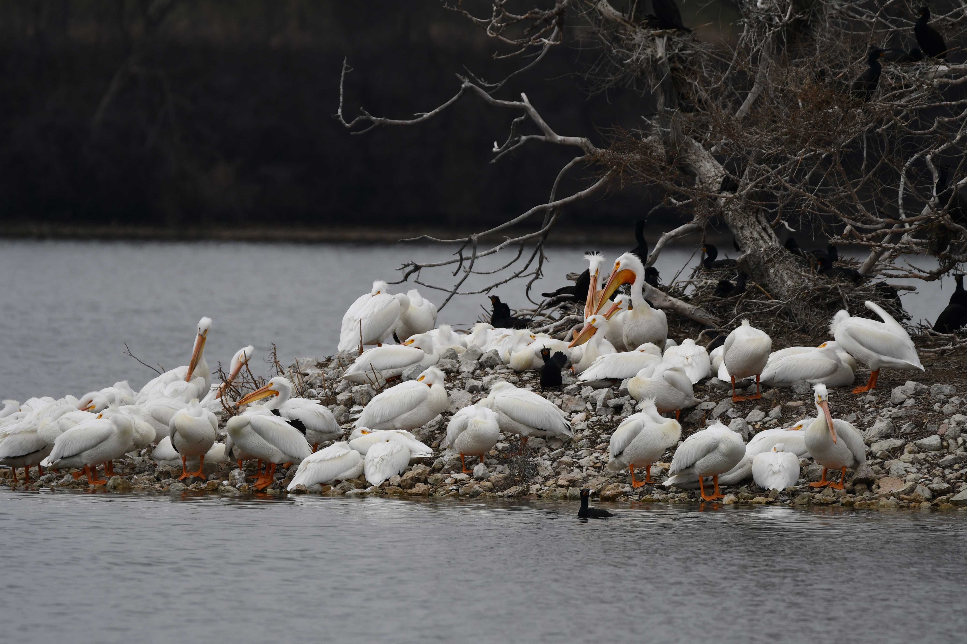 A group of American white pelicans resting by the lake.