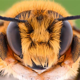 Bees: Vital, yet often misunderstood